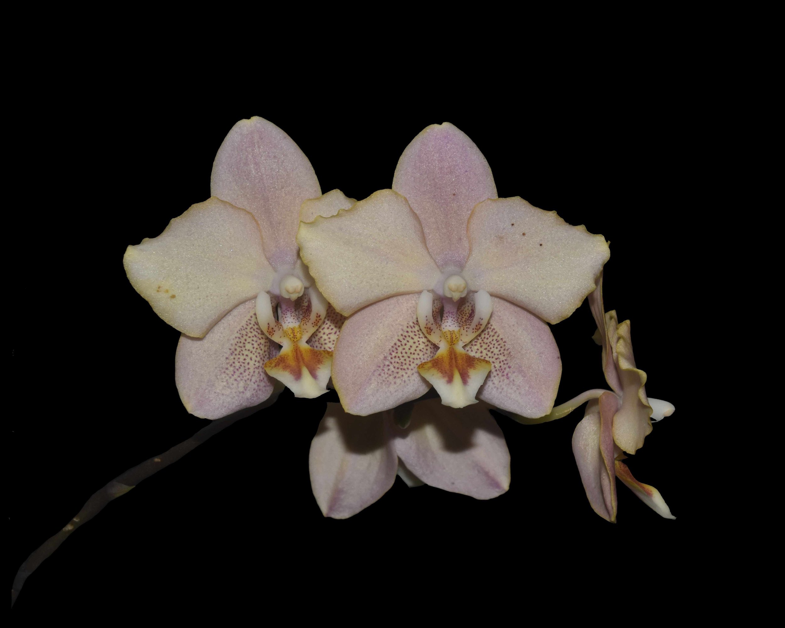 Phalaenopsis I-Hsin Maple Valley