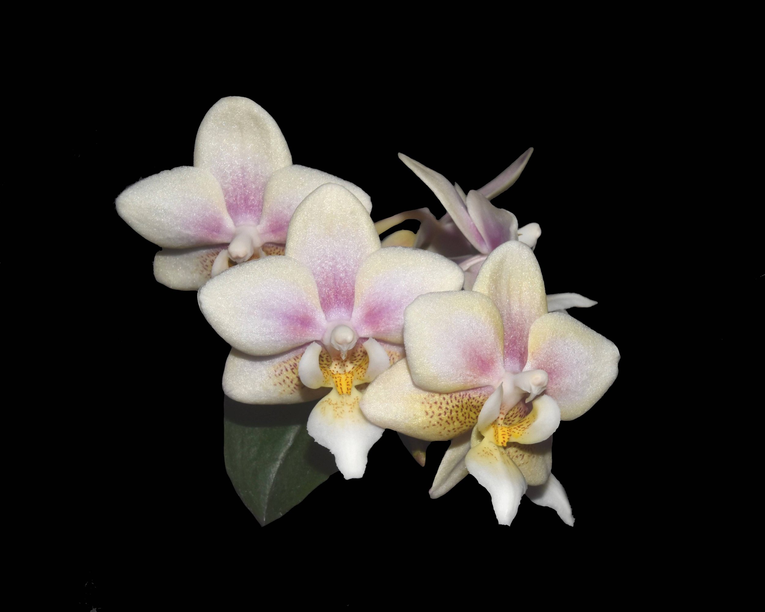 Phalaenopsis NoID