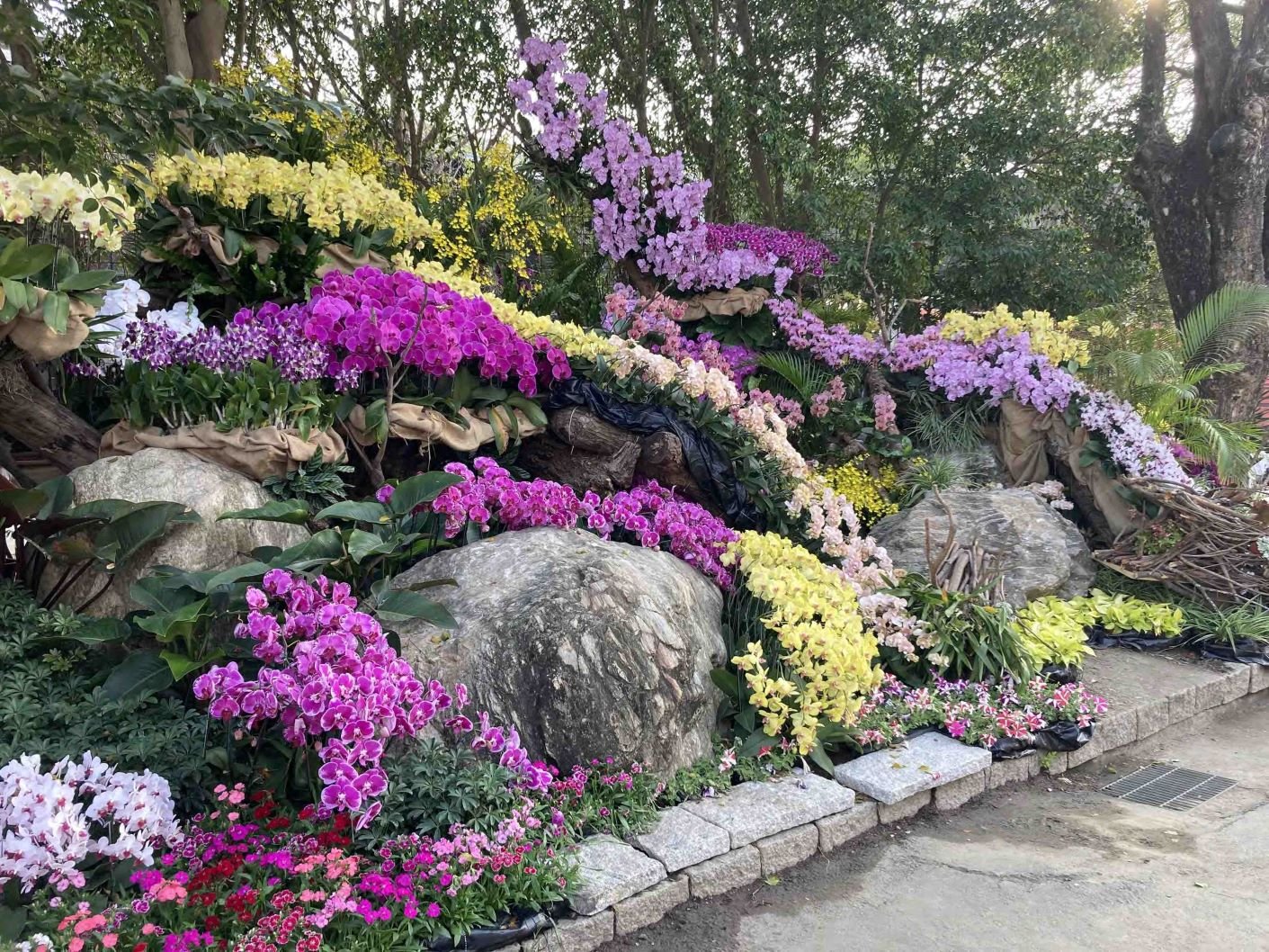 Phalaenopsis Display