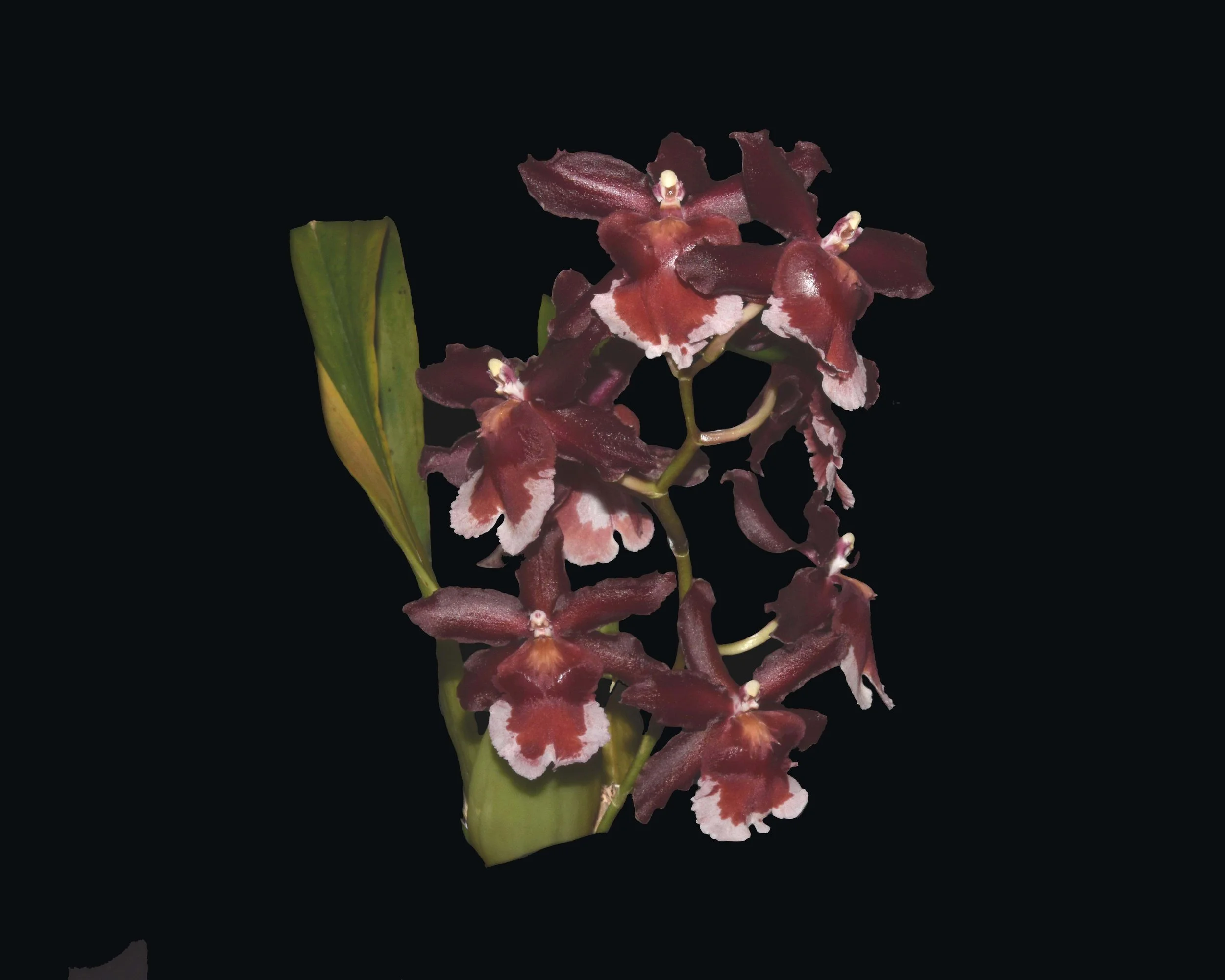 Oncidium Momiji