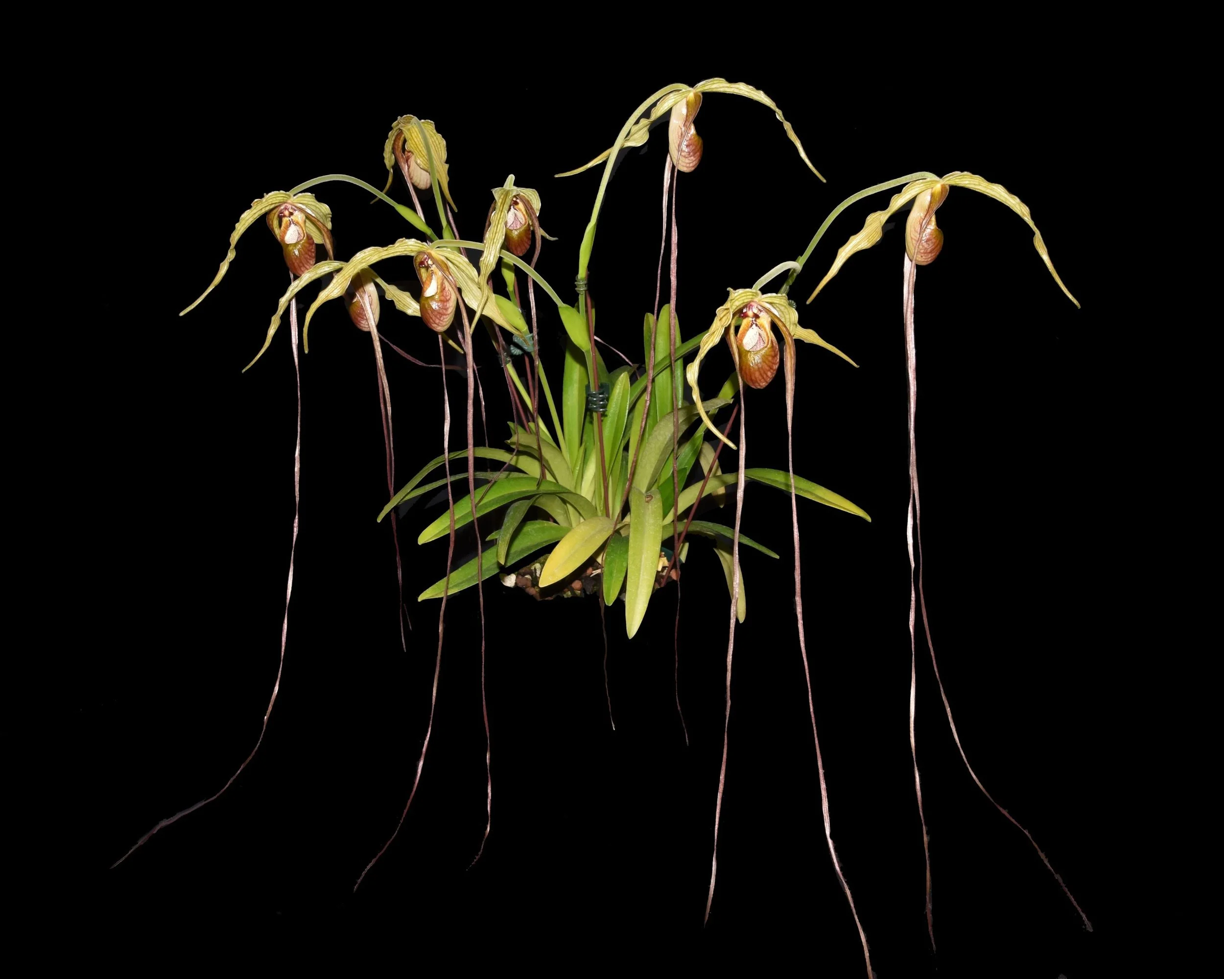 May 2024 — Illinois Orchid Society