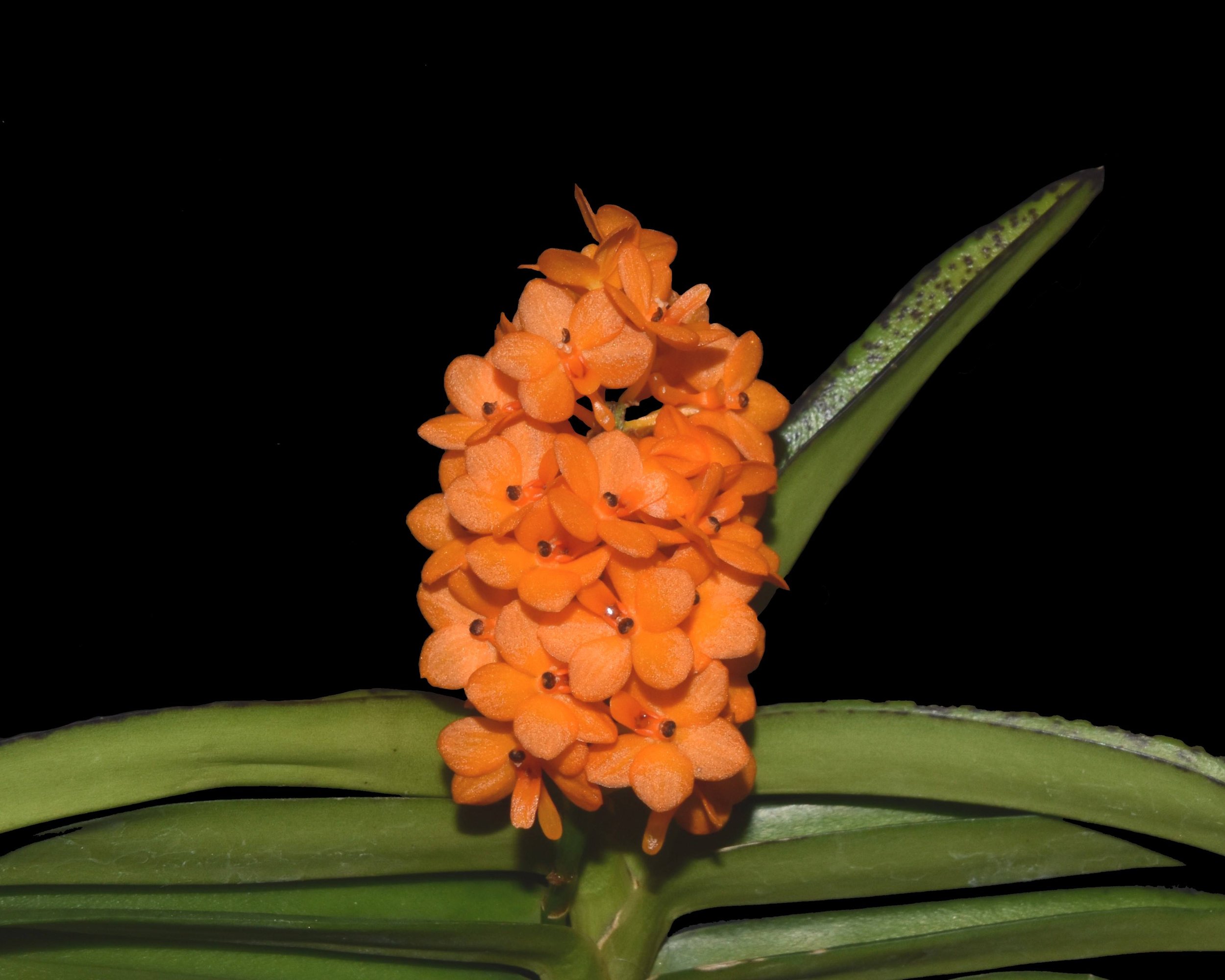 Vanda miniatum