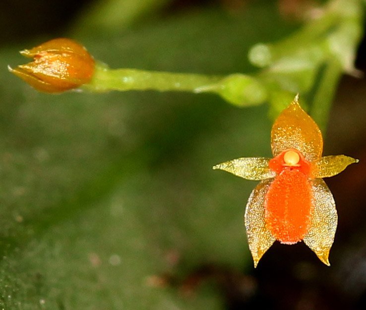 Platystele stenostachya - February (Lights/windowsill)