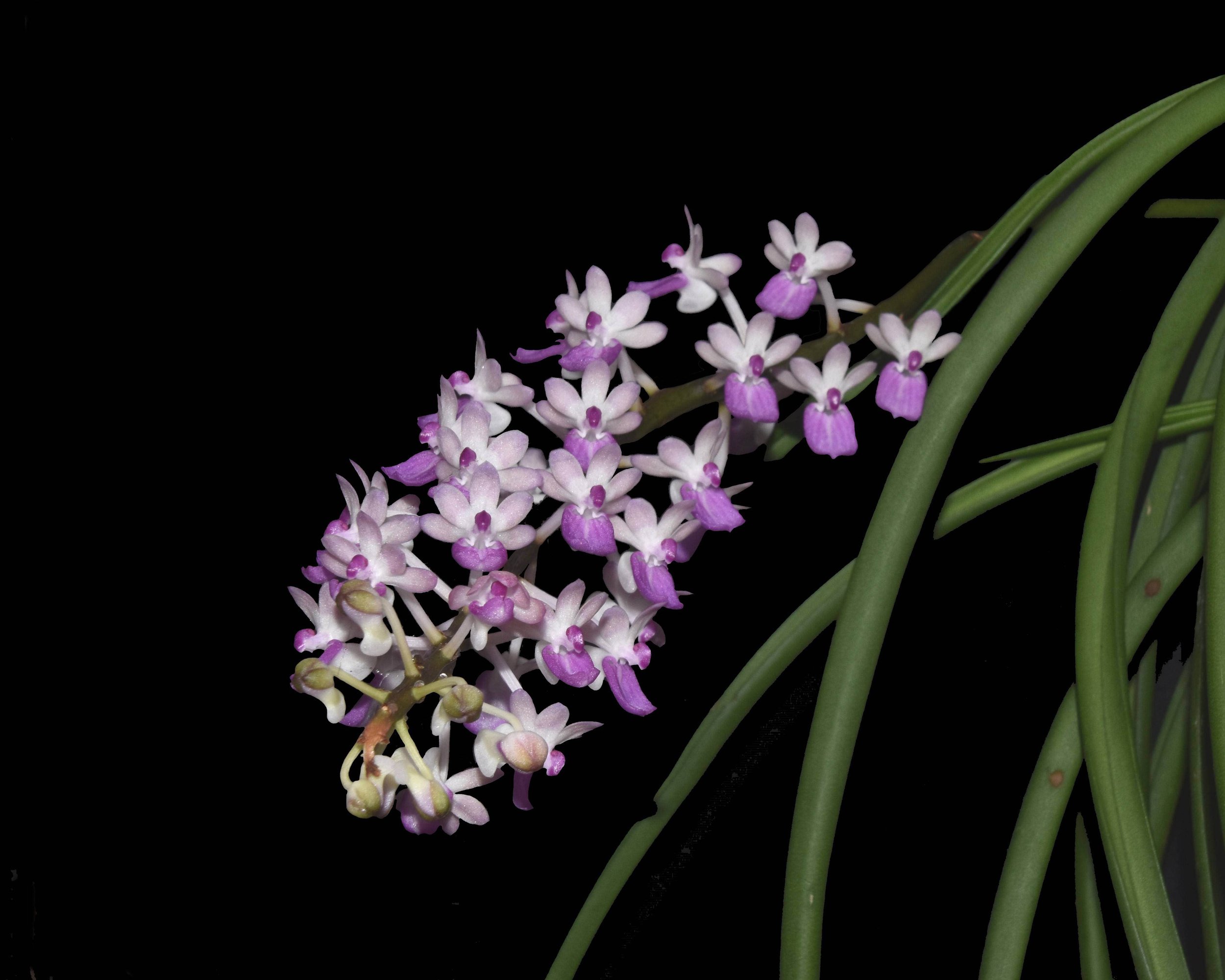 Seidenfadenia mitrata