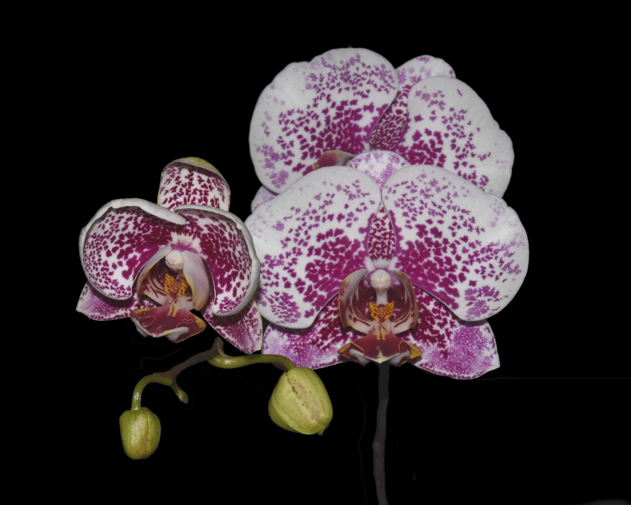 Phalaenopsis MS Freckle Girl