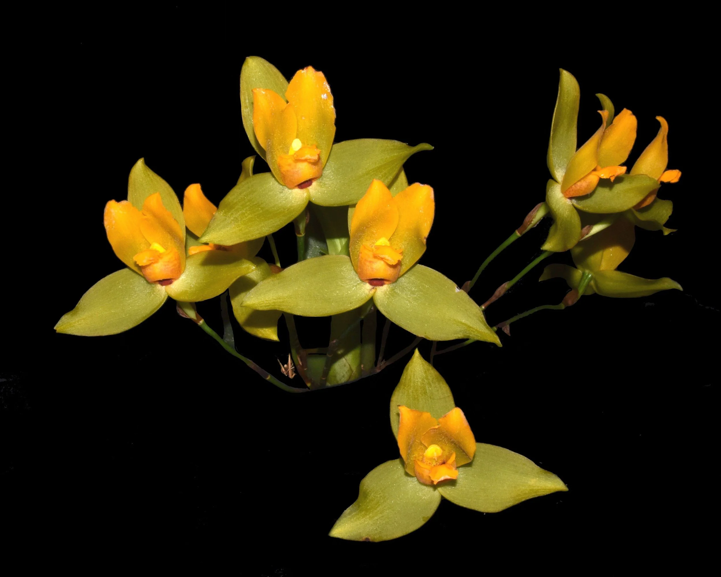 Lycaste cruenta - April (People's Choice)