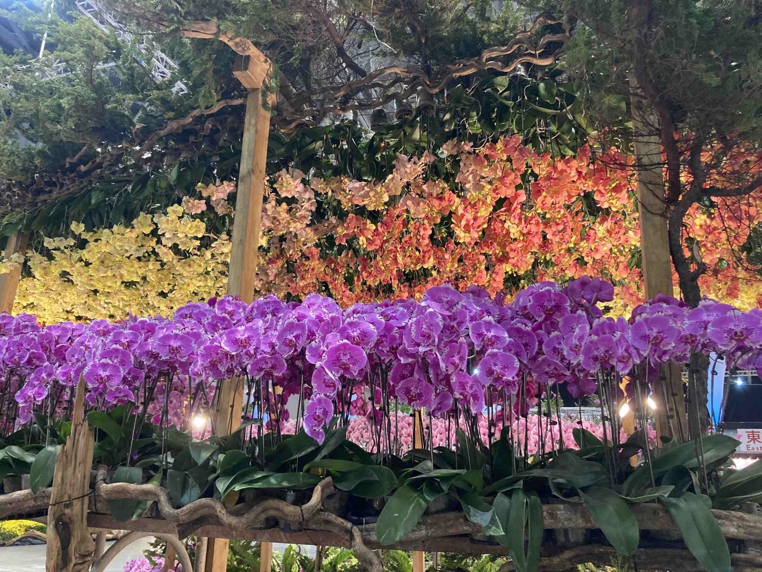 Phalaenopsis Display