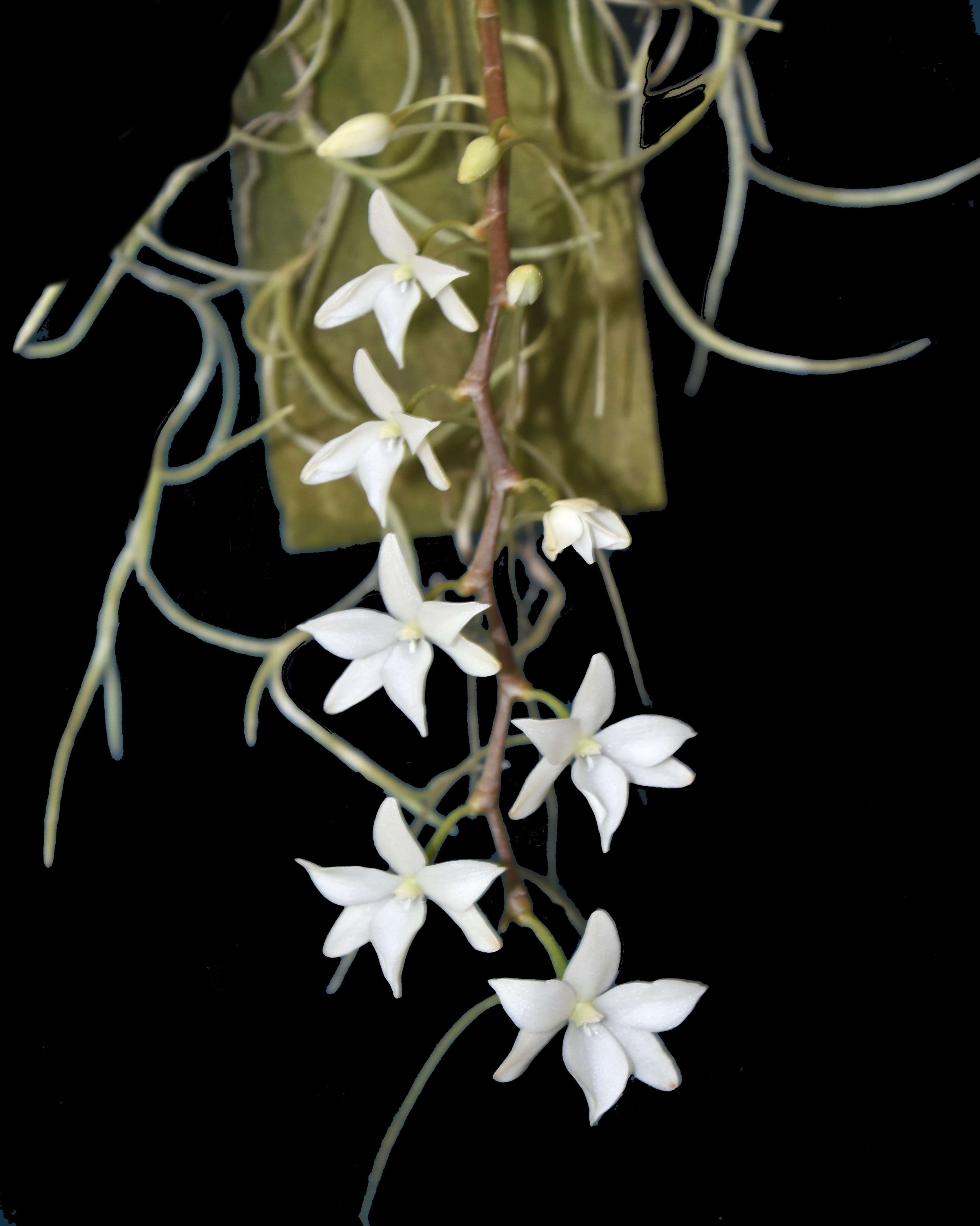 Aerangis stylosa