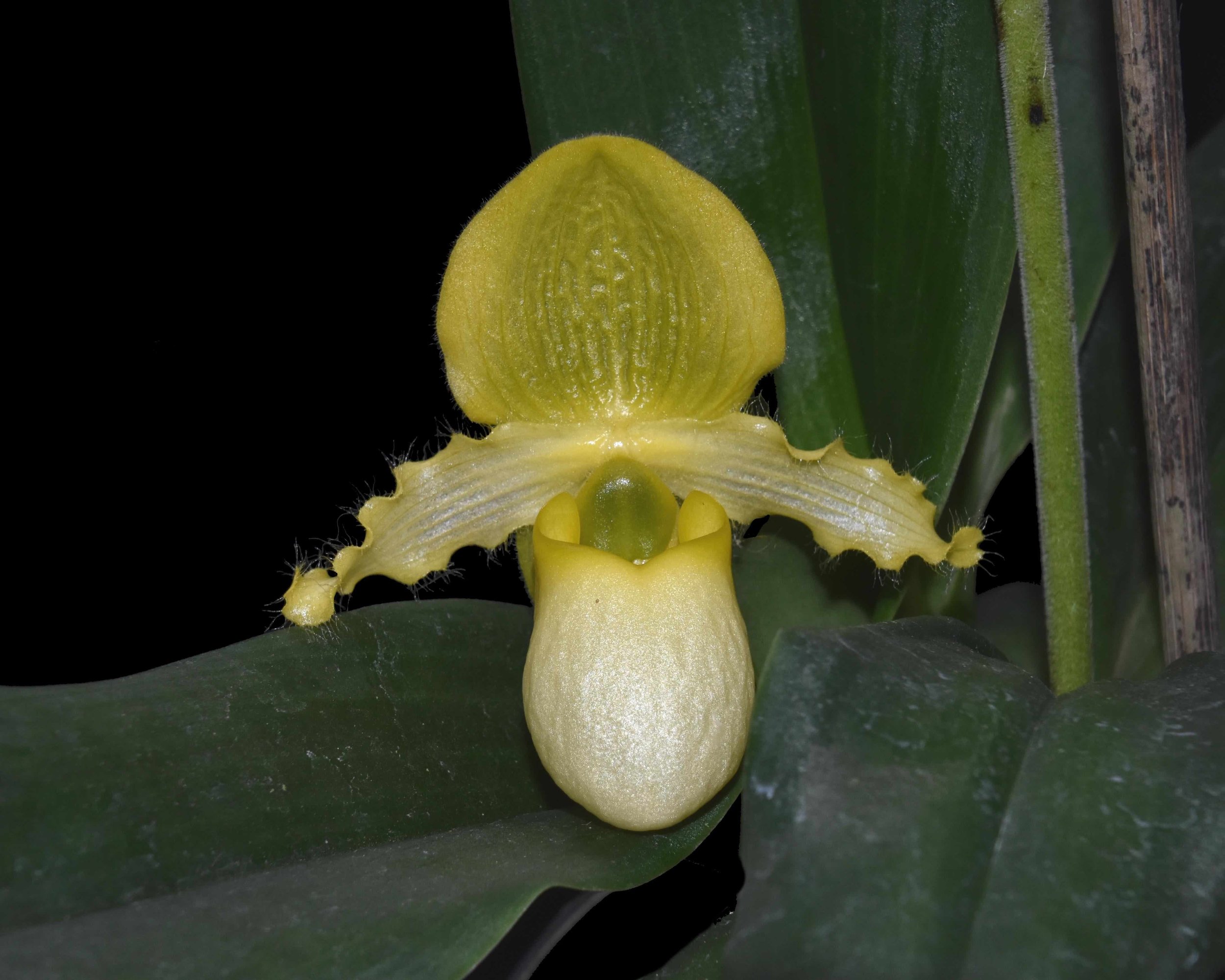 Paphiopedilum primulinum