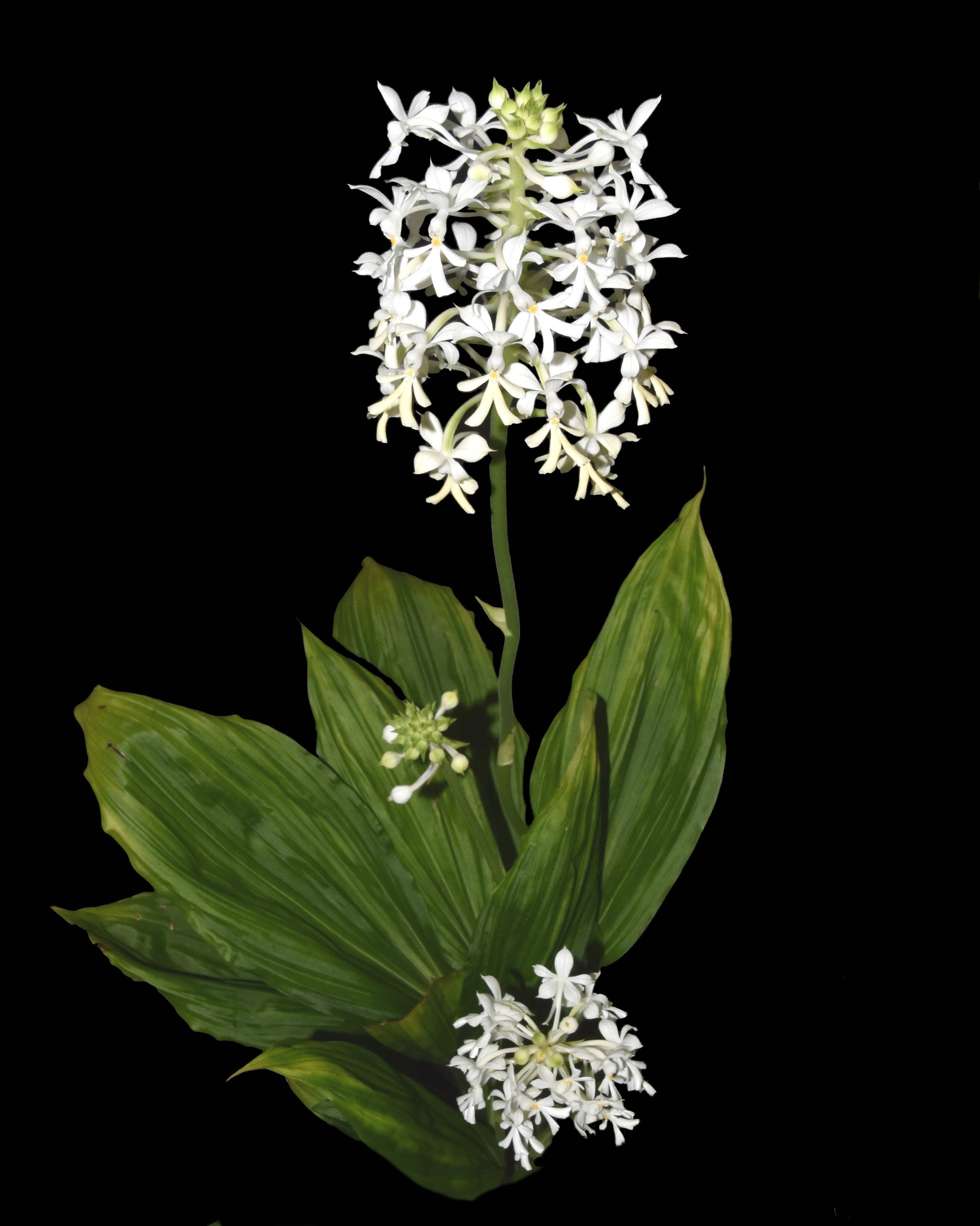 Calanthe triplicata