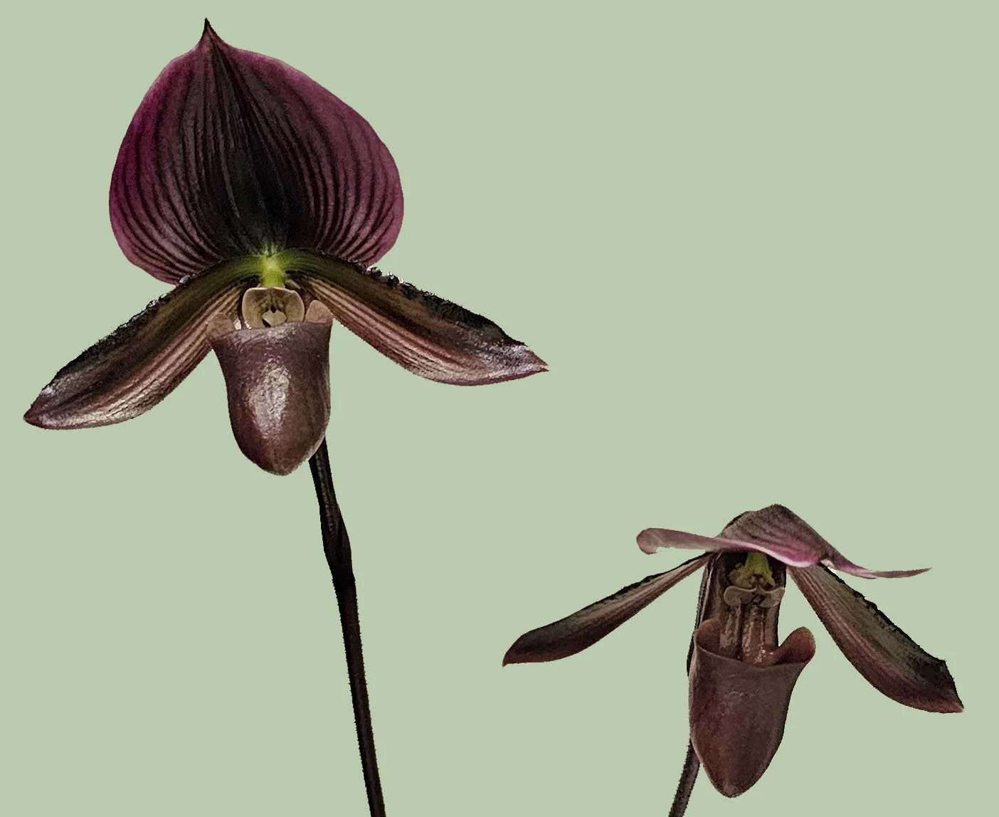 Paphiopedilum Red Ship