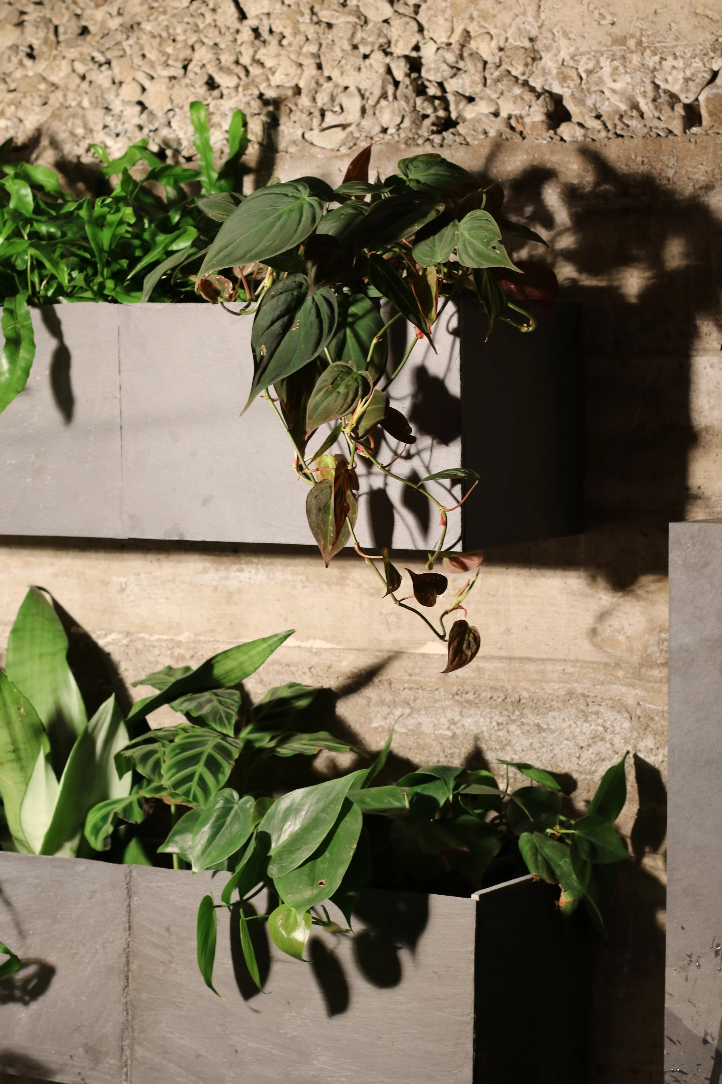 Two gray rectangular planters with green leafy plants placed against a textured brick wall, illuminated by warm lighting creating shadows.