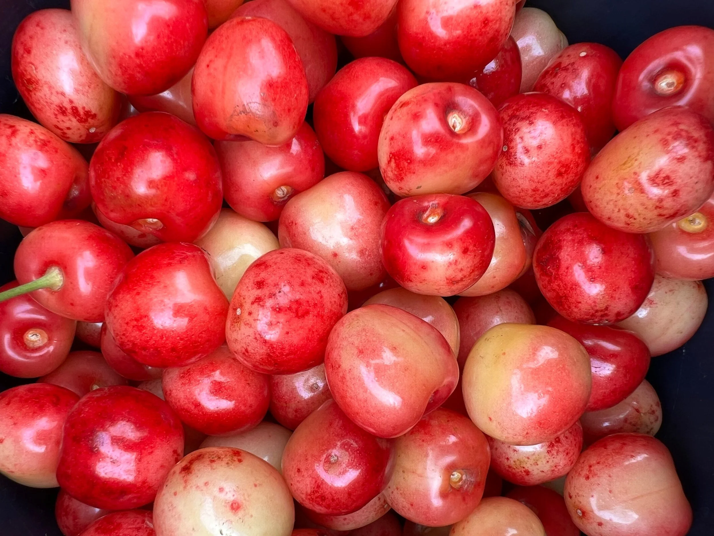 U Pick Farm Market Farmhaus Farms u-pick-farm-market-farmhaus-farms