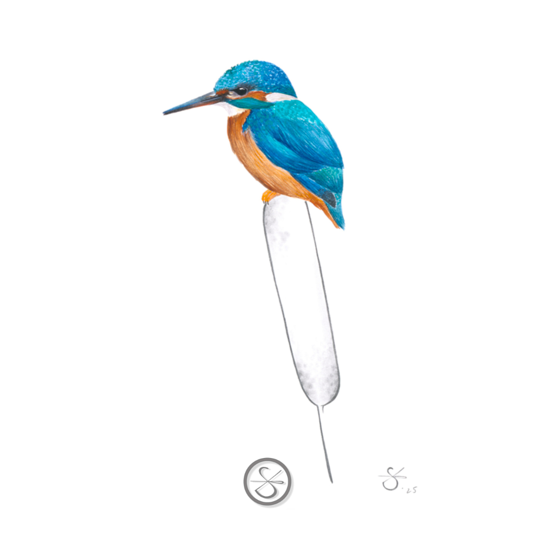 Eisvogel