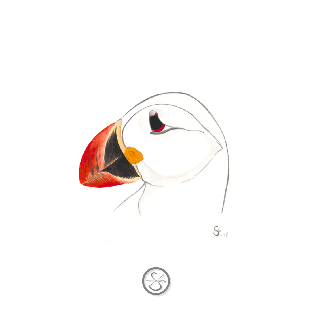Papageientaucher Portrait
