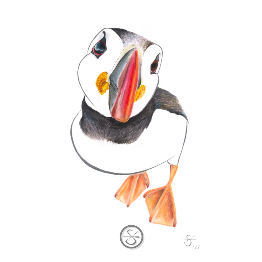 Papageientaucher
