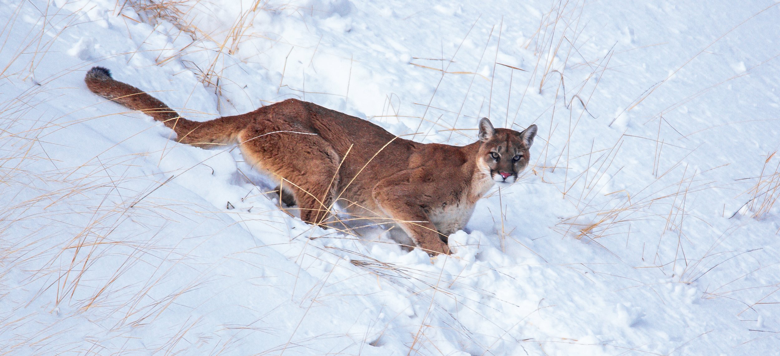 Mountain LionTWcrop(L).jpg