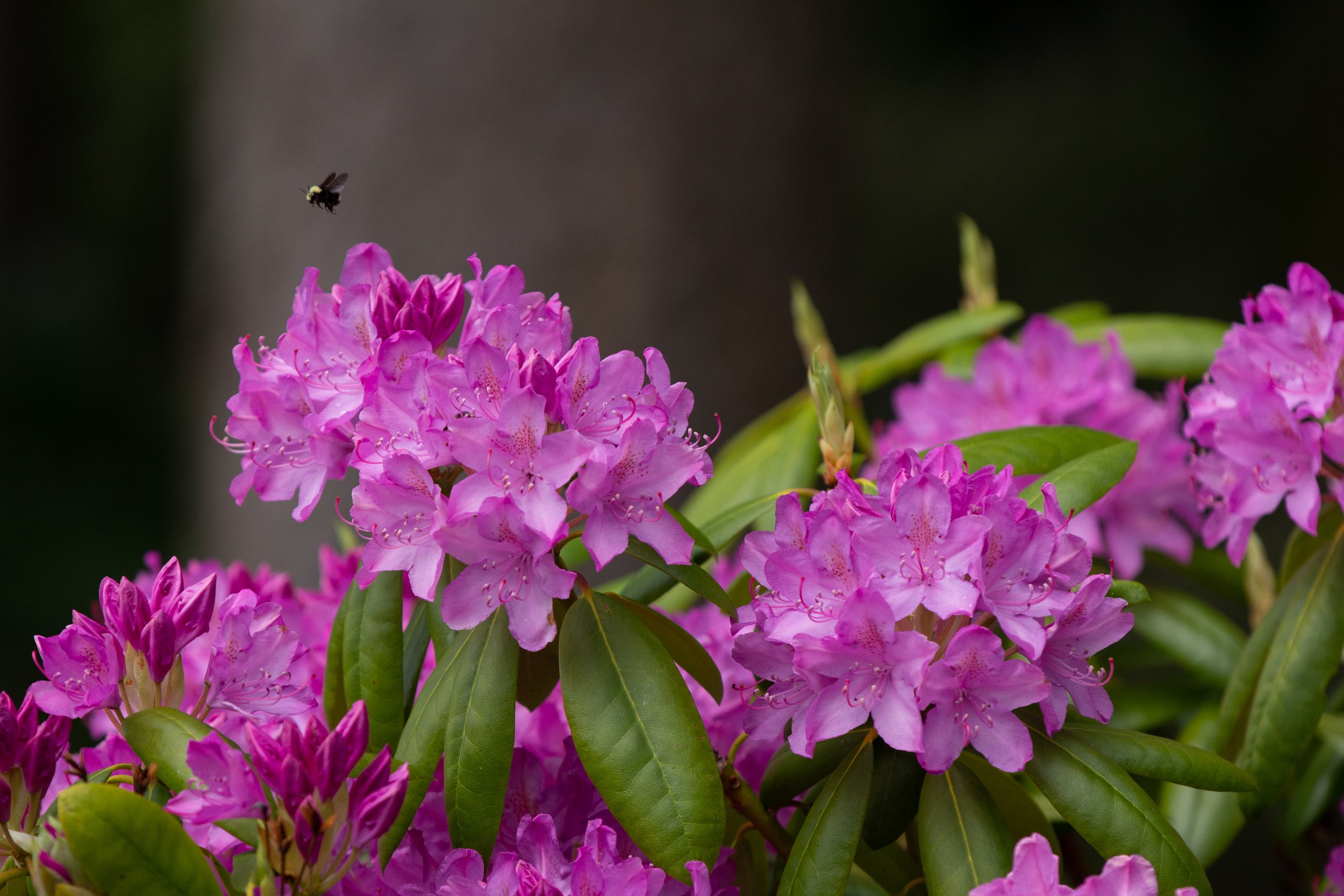 _MG_5555.jpg