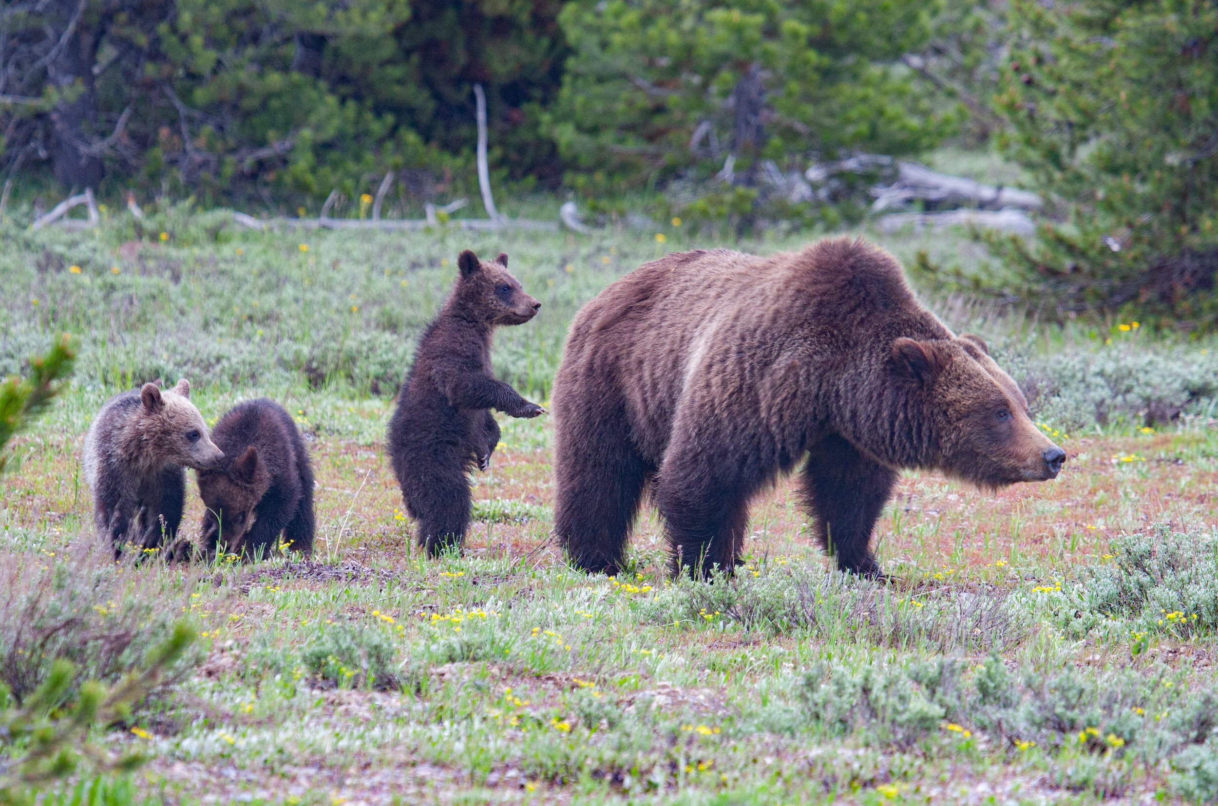 399 and the three bears.jpg