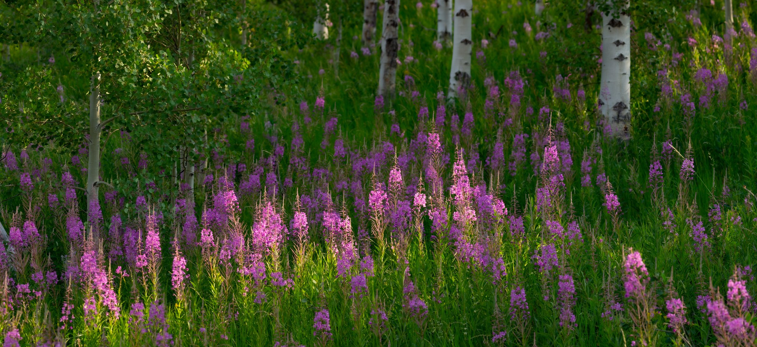 _MG_5775-Pano.jpg