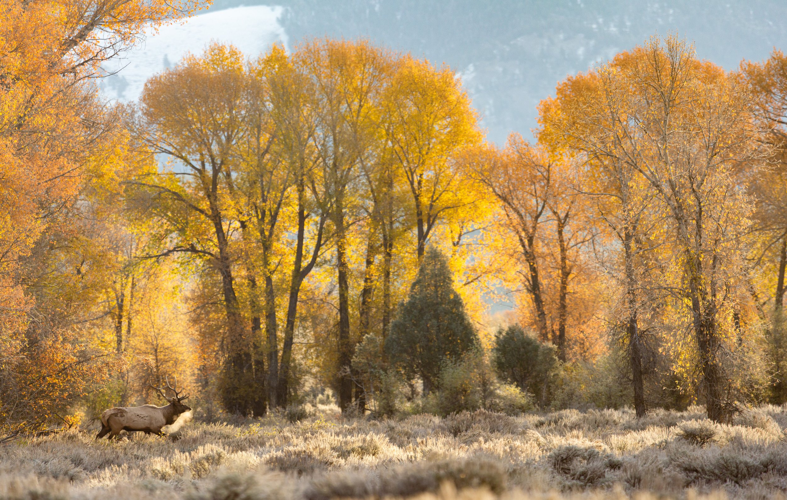 Fall Elk Stitch.jpg