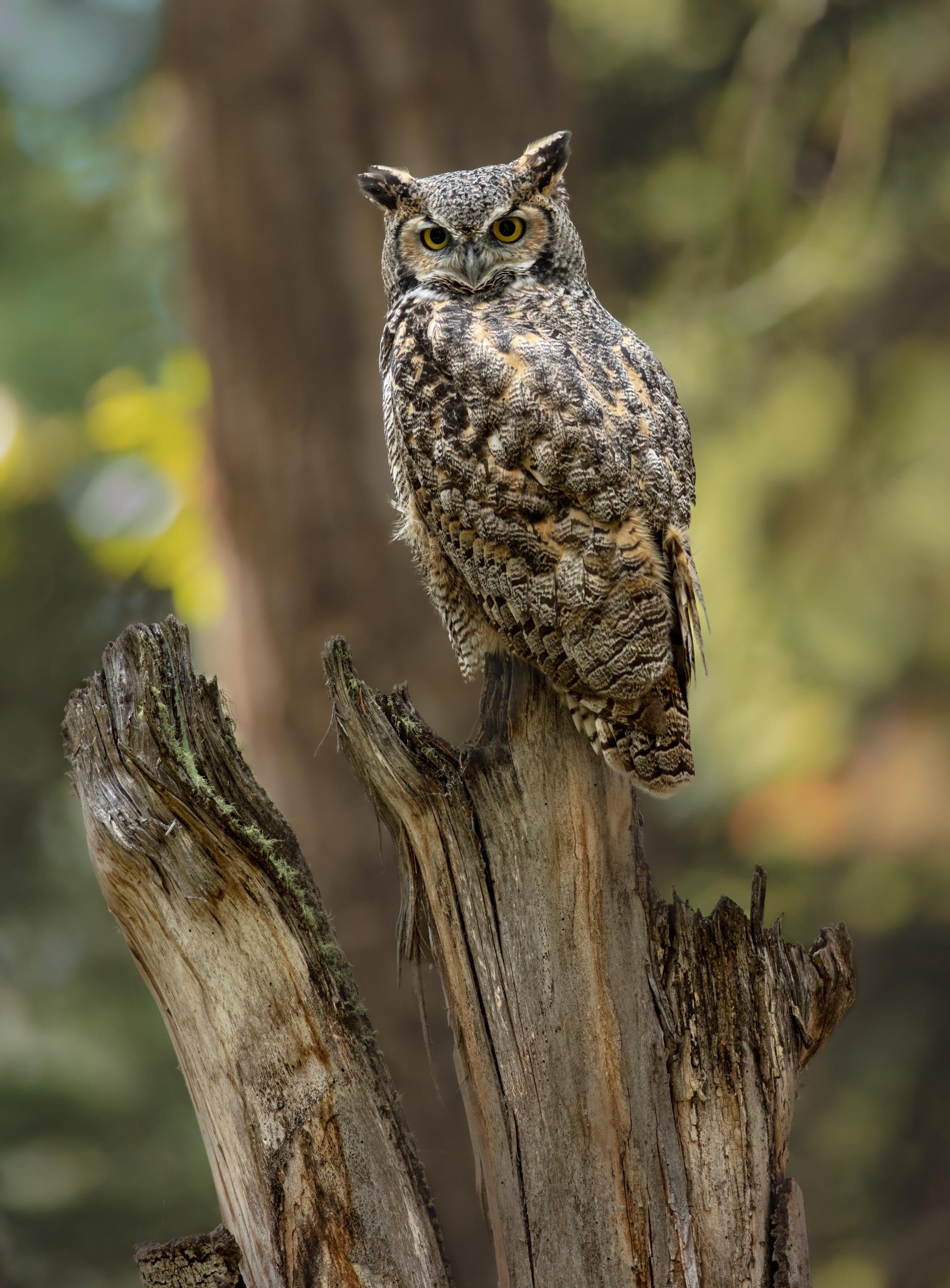 Great Horned Owl