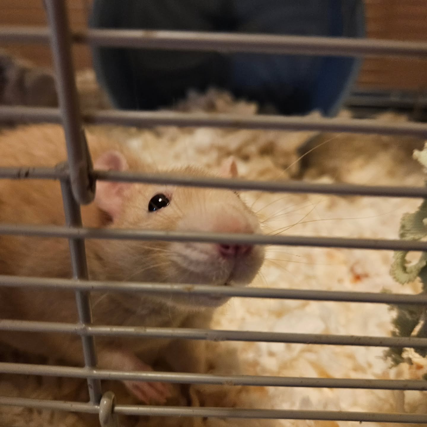 Meet the Sanderson Sisters! 
These poor babies were abandoned by they're owner and are in need a loving home. They will be up for adoption tomorrow during our Psychic Festival! Please help us give these cuties the life of love they deserve ❤️