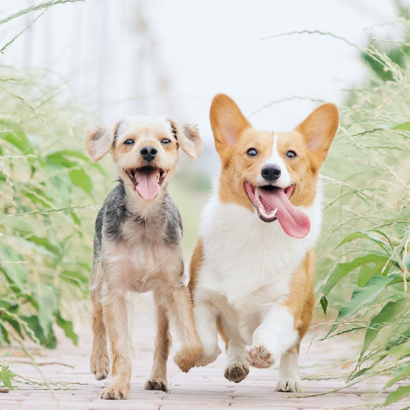 Animal Communication Workshop