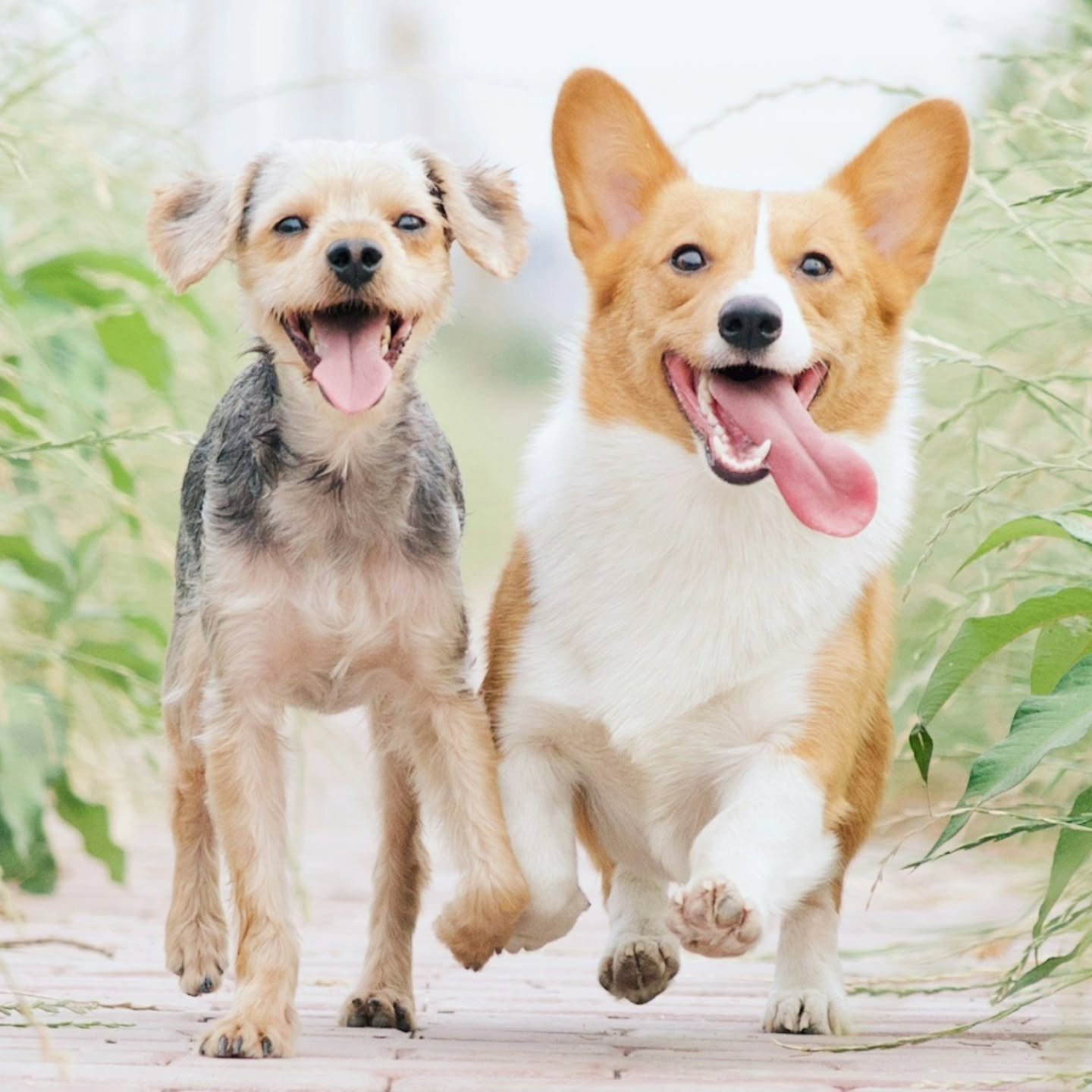 Want to learn how to connect with your animal friends? 

🐕🐈🐇🐀🦜🐍🐢🐠

Join Mattie Coll on April 4th for her Animal Communication Workshop and learn how to connect directly with your animal companion and find out what they are thinking and feelin