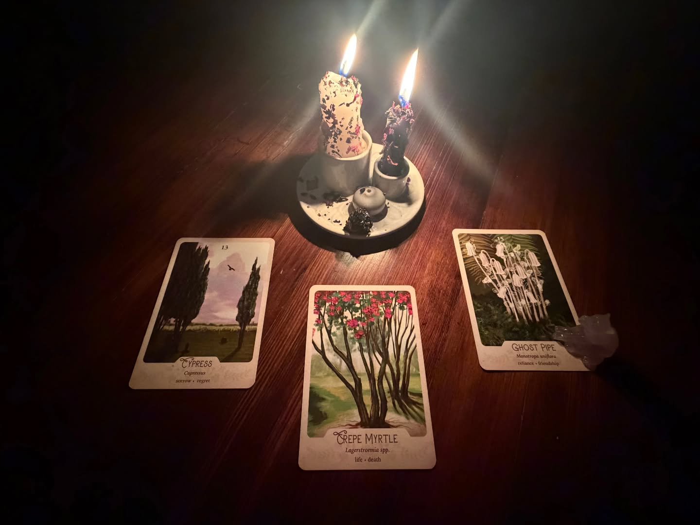 A member of our community wished to share their story of their beloved companion's passing.

Their dear companion of nearly 16 years, a German Shepard/Kelpie mix, crossed the rainbow bridge. He loved carrots and hated trains; his name was Cage.

Cage