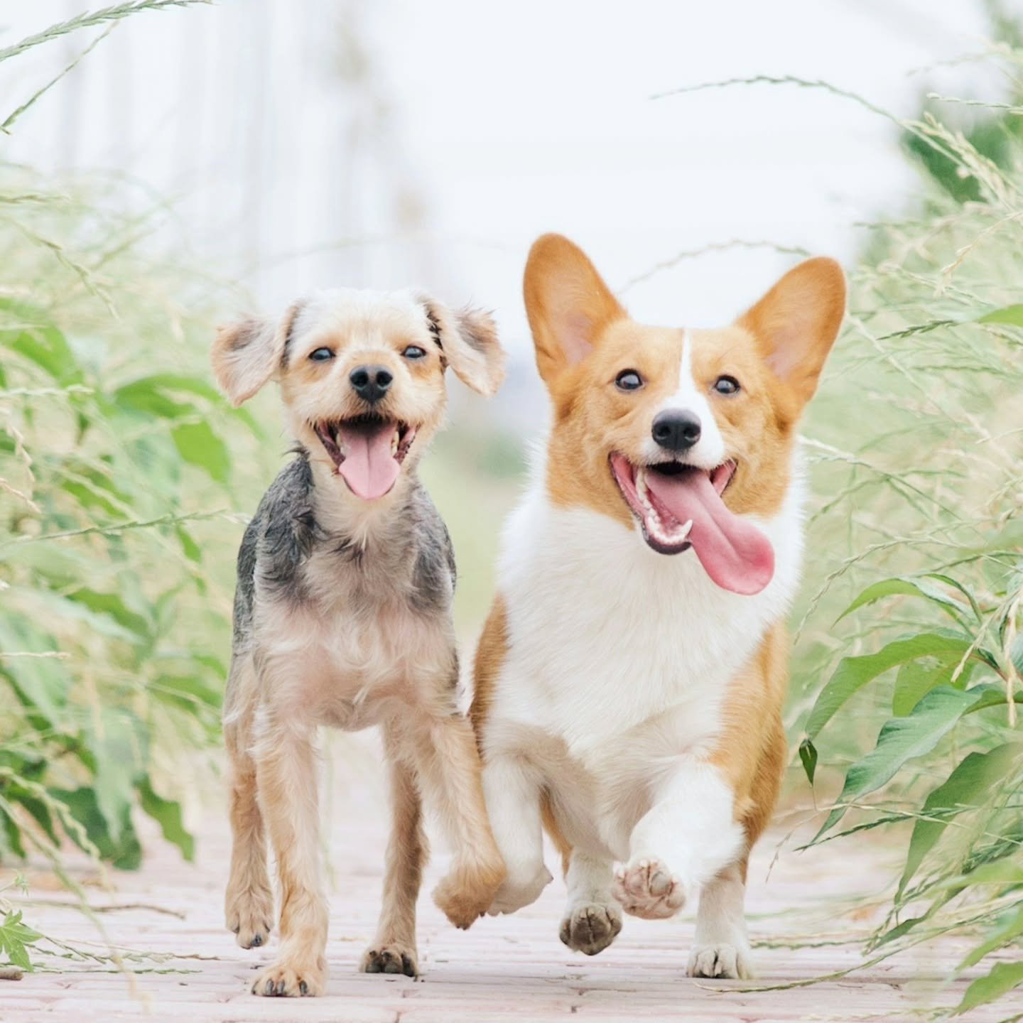 Join us this Saturday for Animals in the Afterlife with professional animal communicator Mattie Coll!🐶🐱🐰🦜

Learn to connect directly with your animal companion and find out what they are thinking and feeling! Mattie Coll has been a professional a