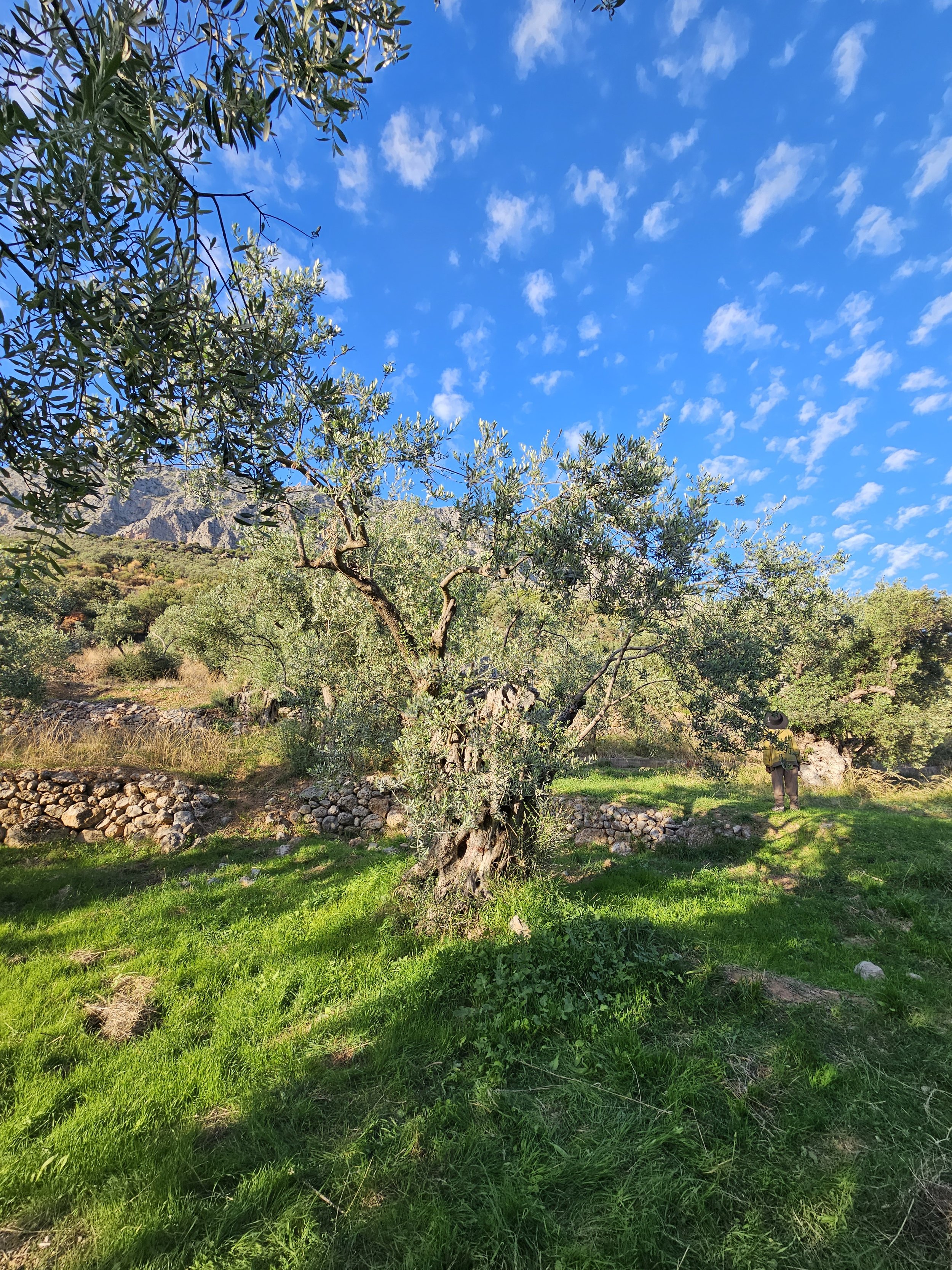 a sacred olive tree