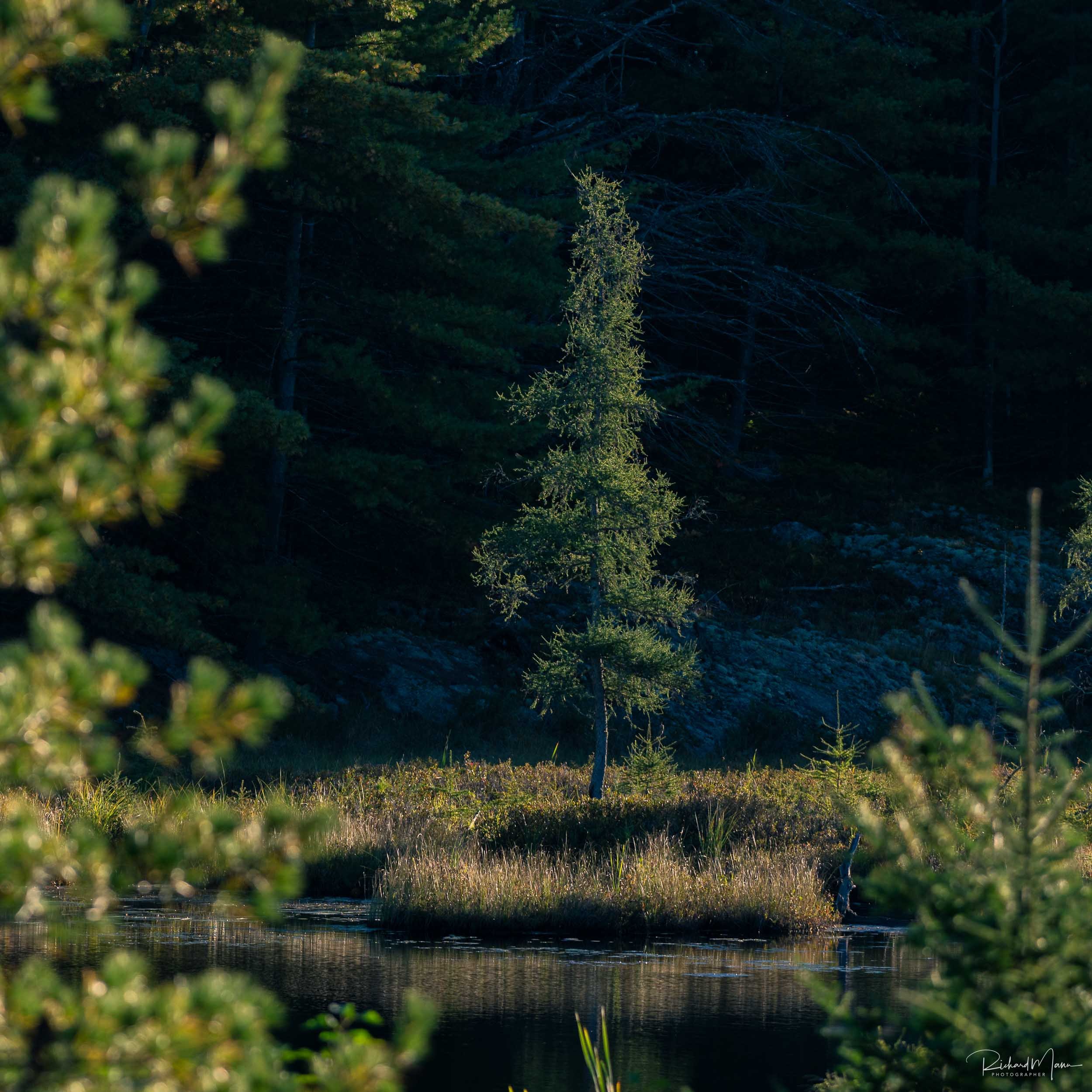 Tree in the morning light along Highway 60 in Algonquin Park