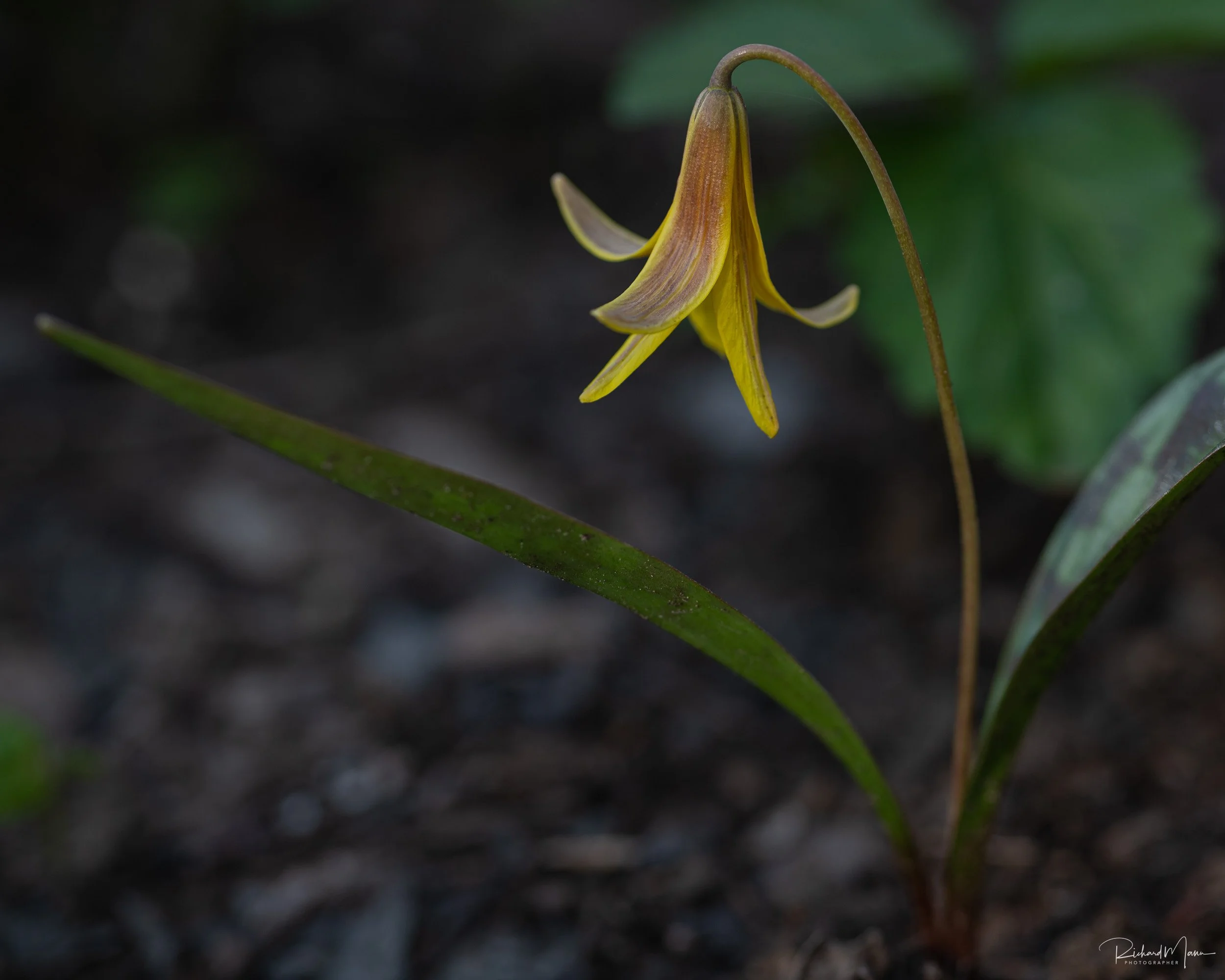 Trout lily