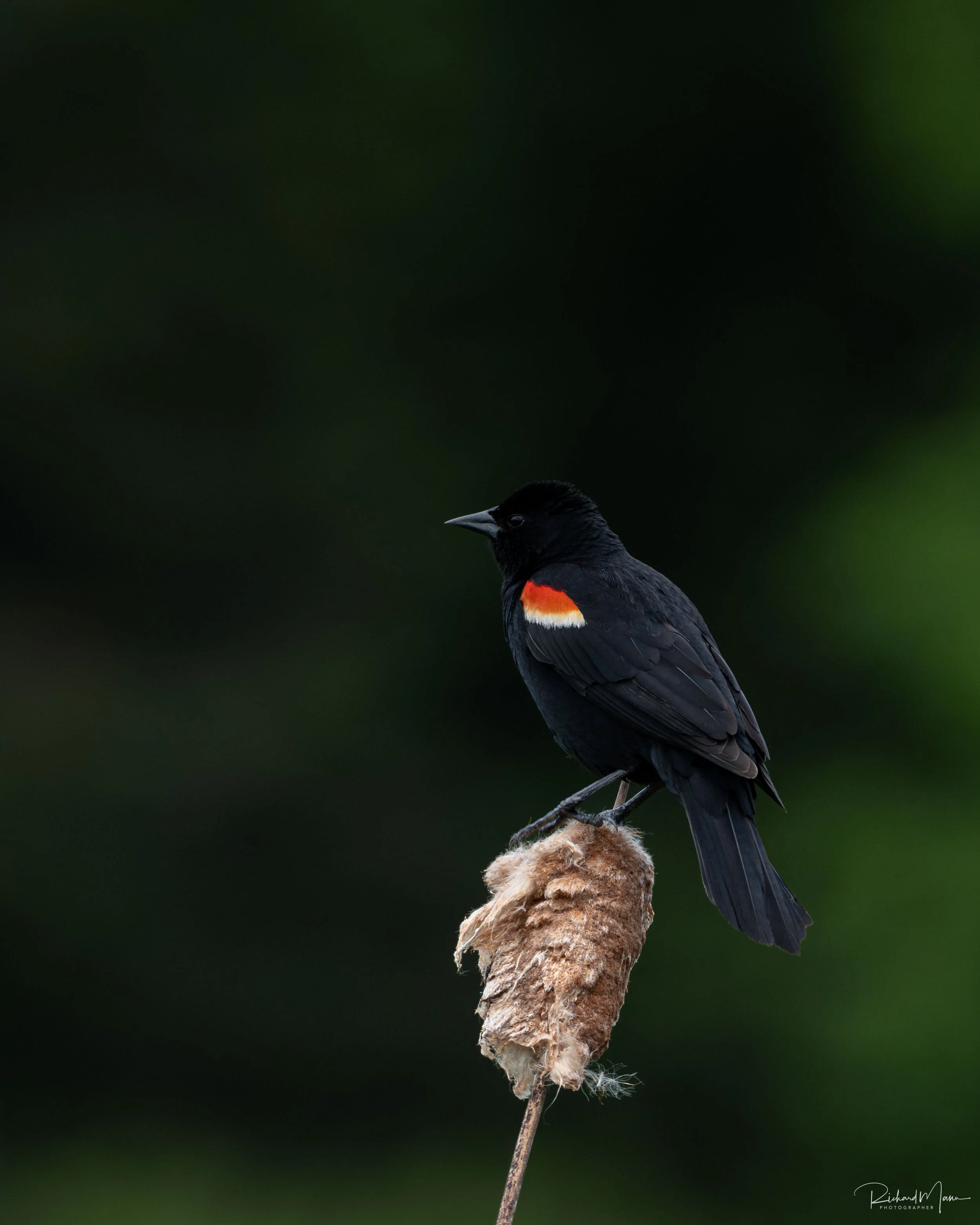 Red Winged Blackbird