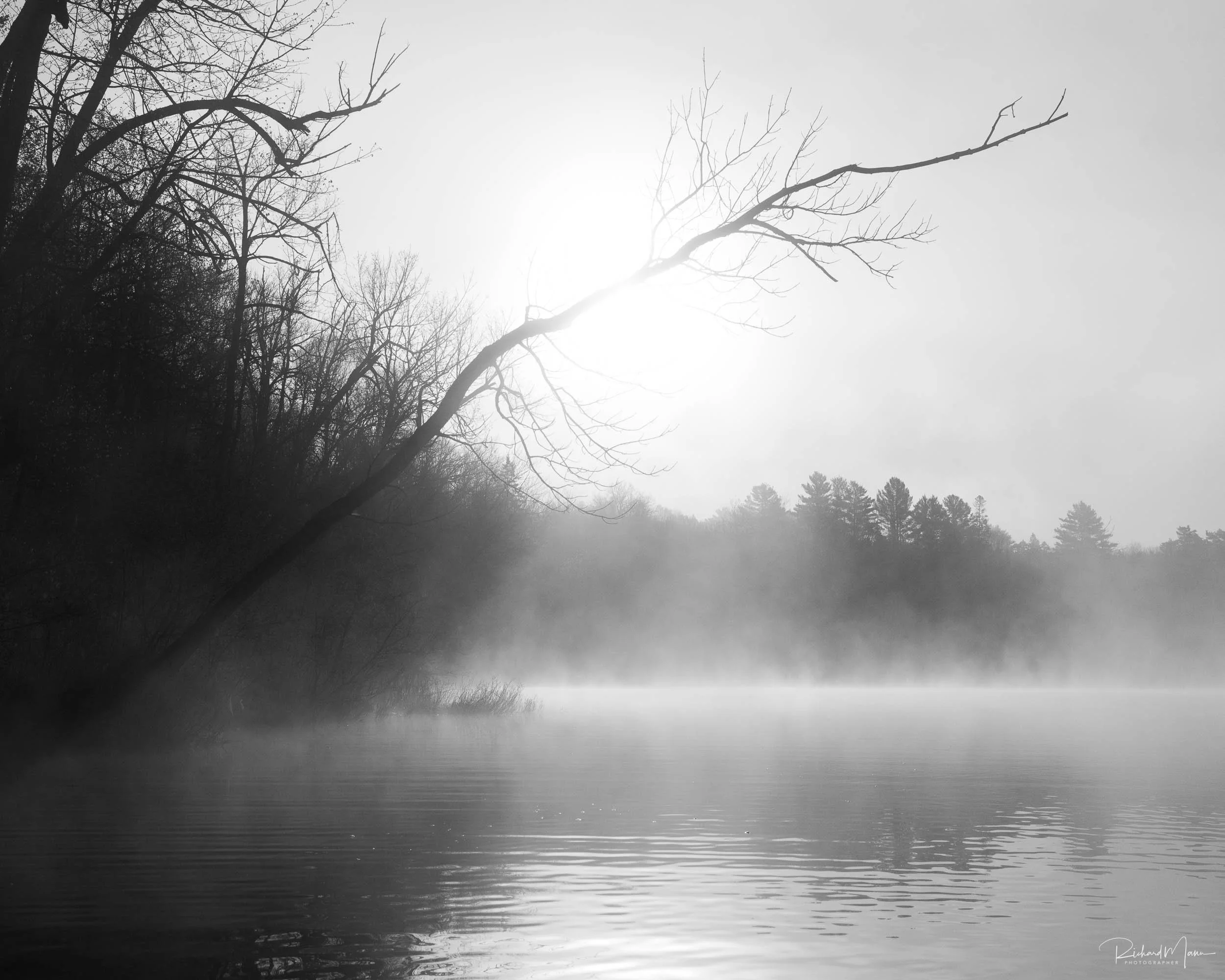Black and white sunrise focusing on a leaning tree on Arrowhead Lake