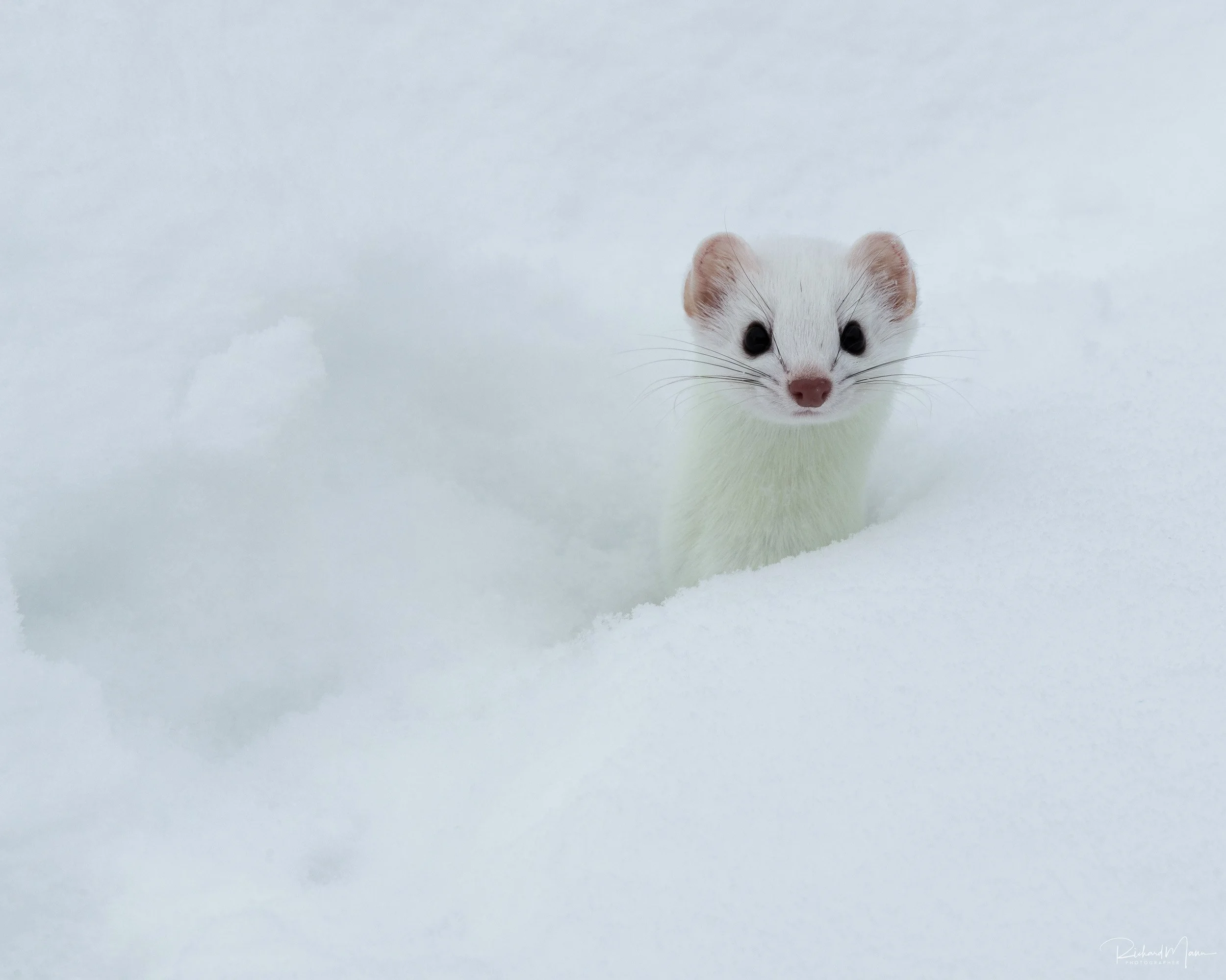 Ermine