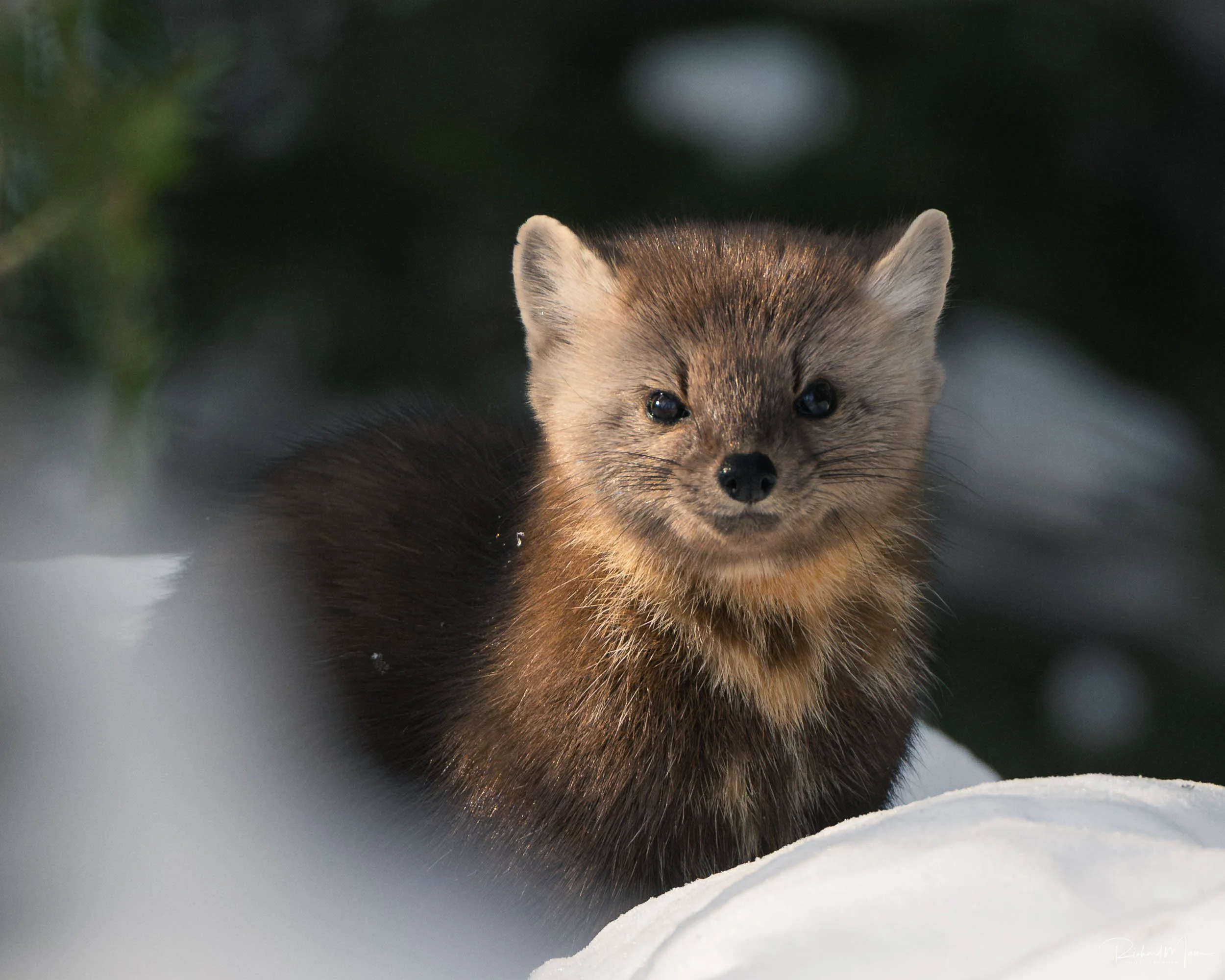 Pine Martin