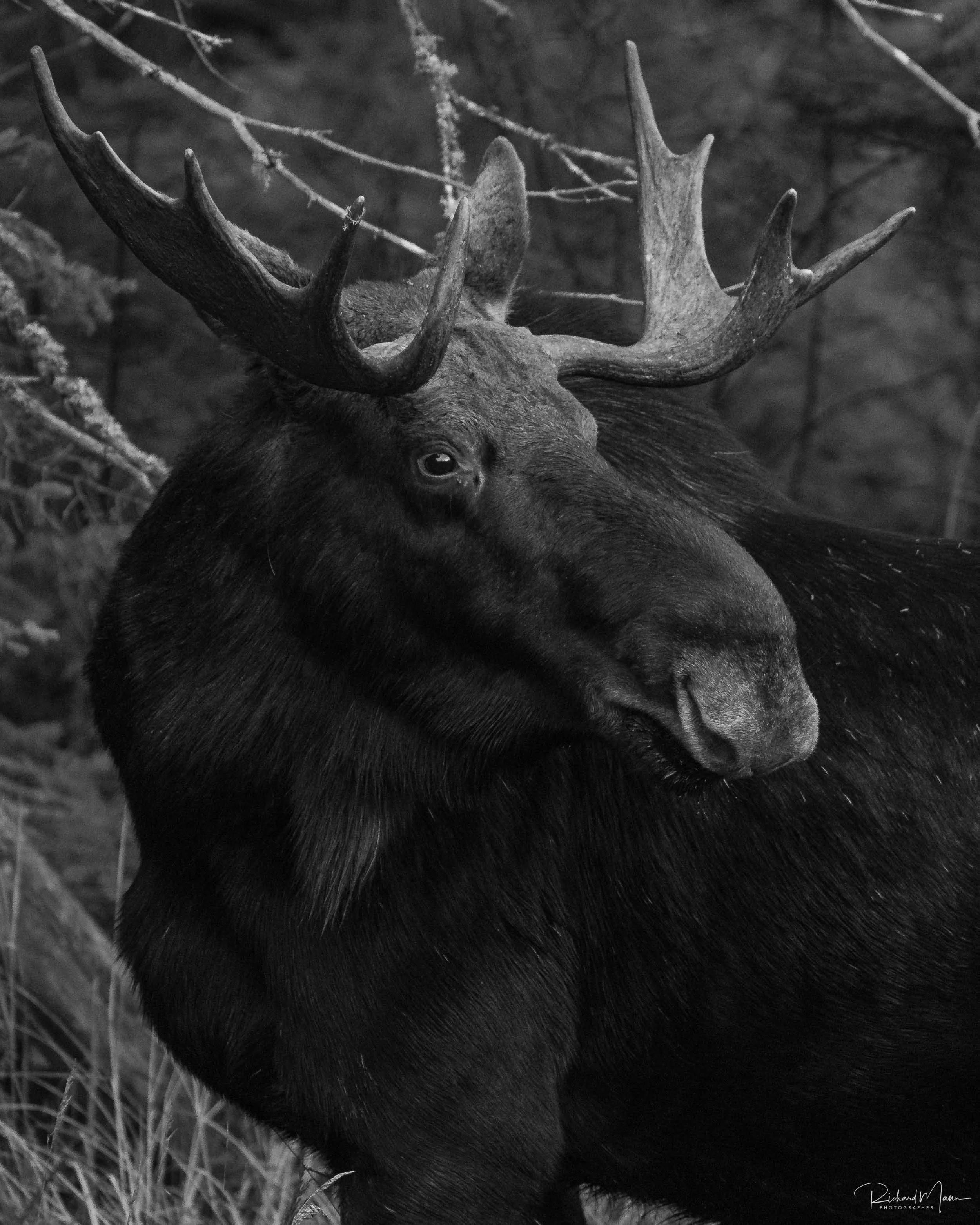 Moose
