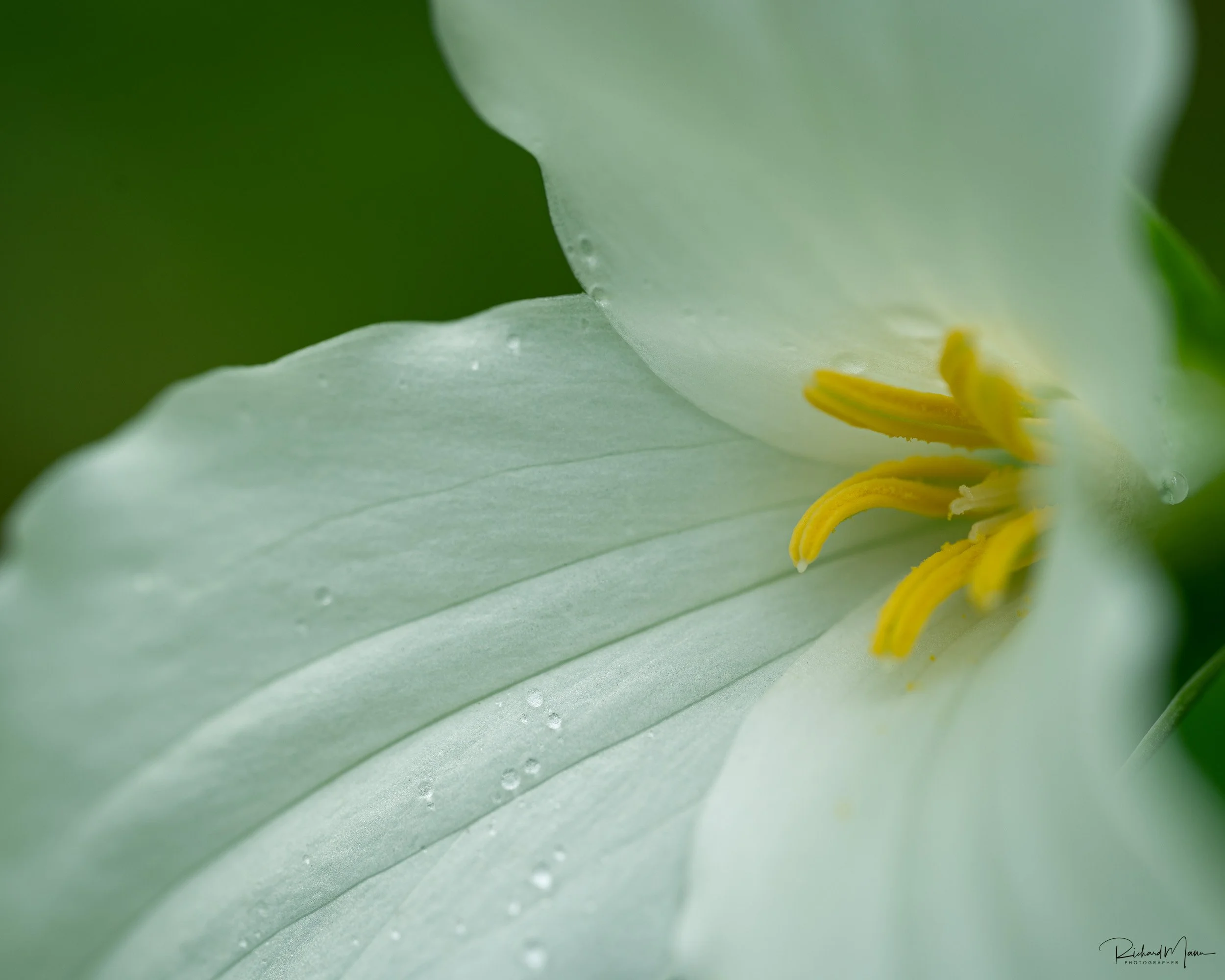 White trillium