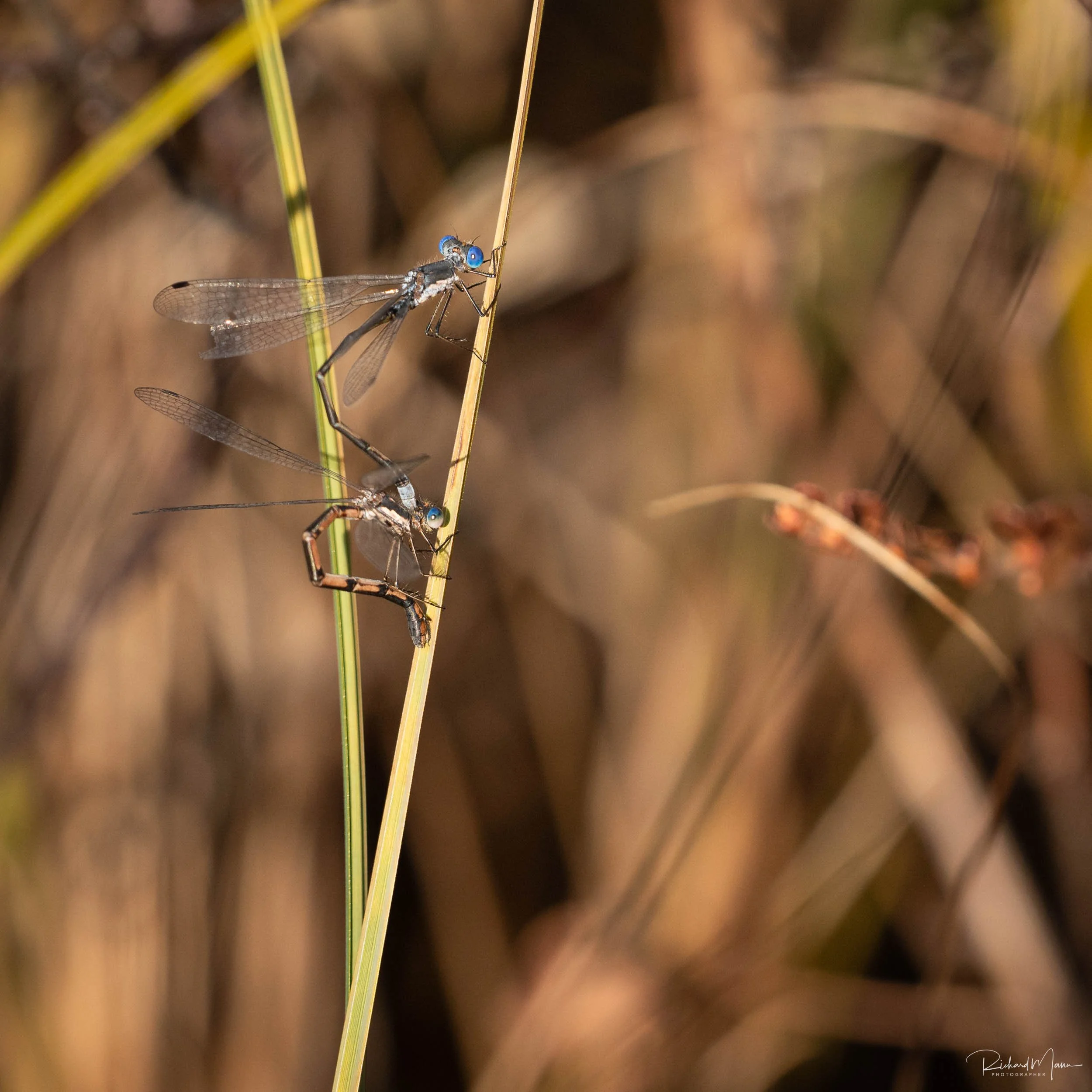 Mayfly (to be updated more specific later)