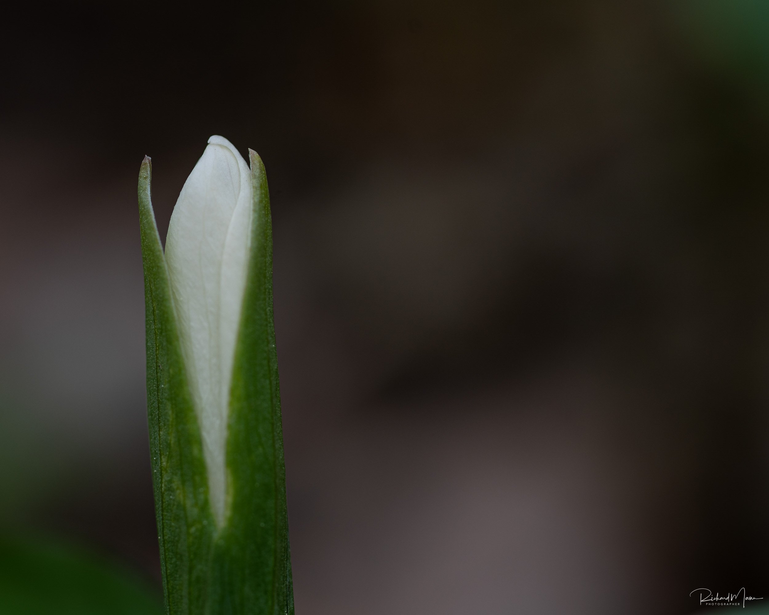 Blooming of a white trillium