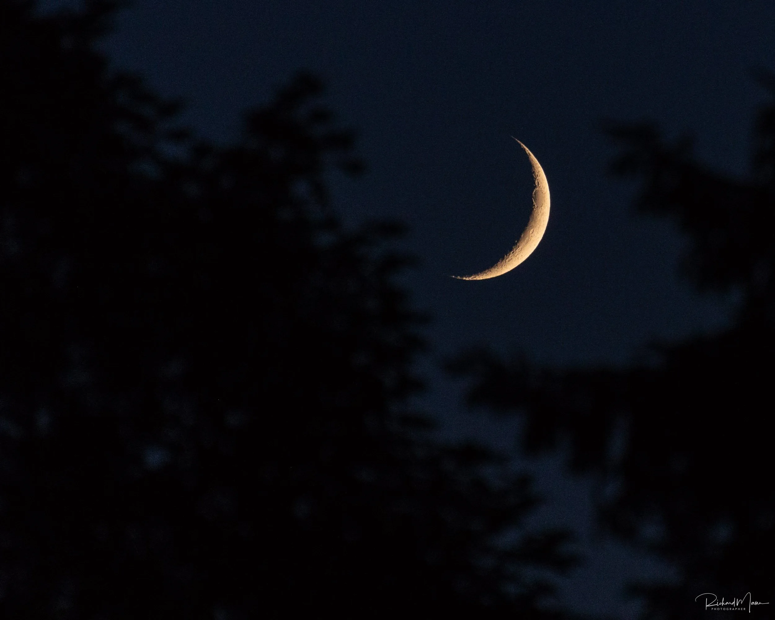 Crescent moon among the trees