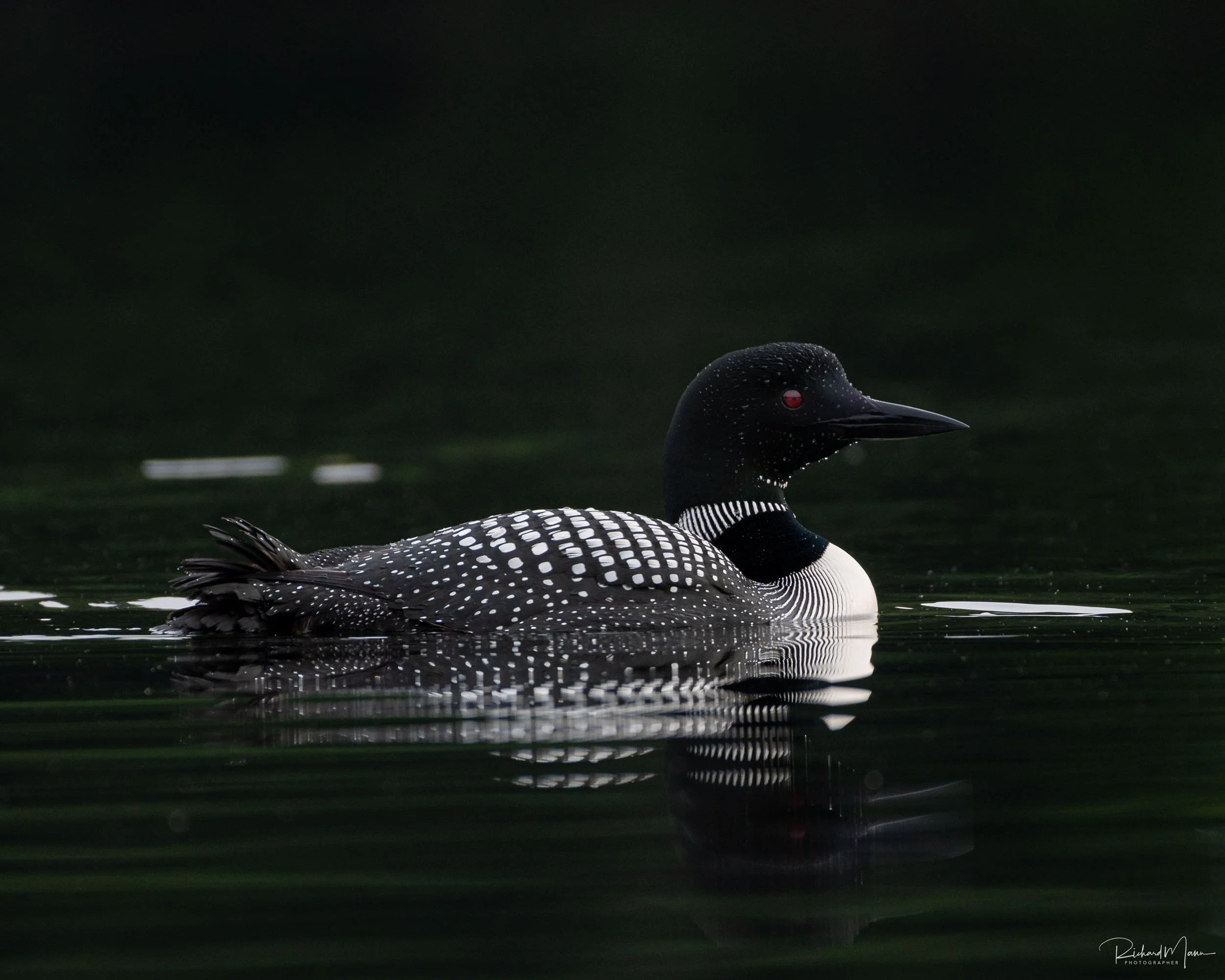 Loon