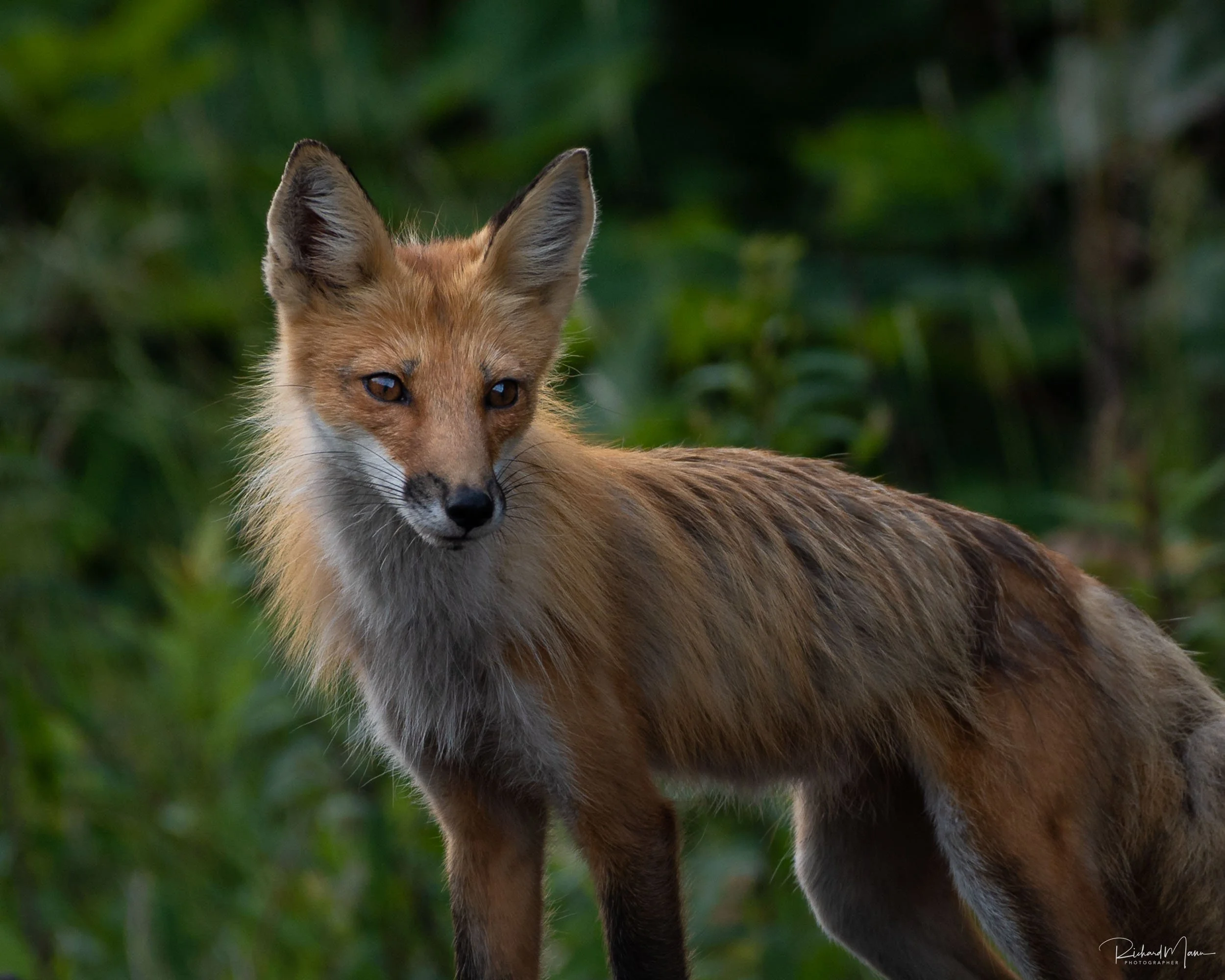 Red Fox
