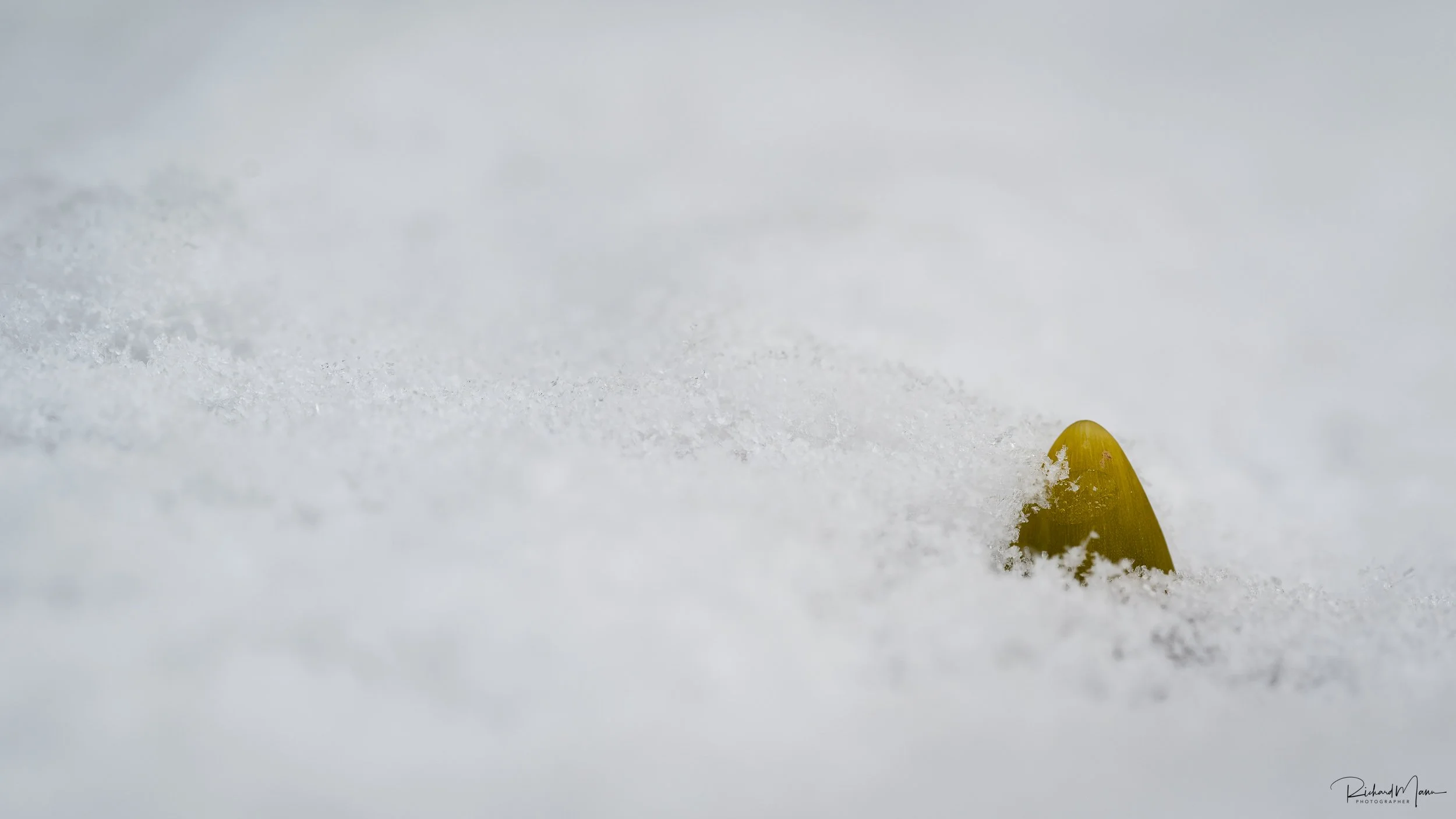 Spring growth in  a fresh snow