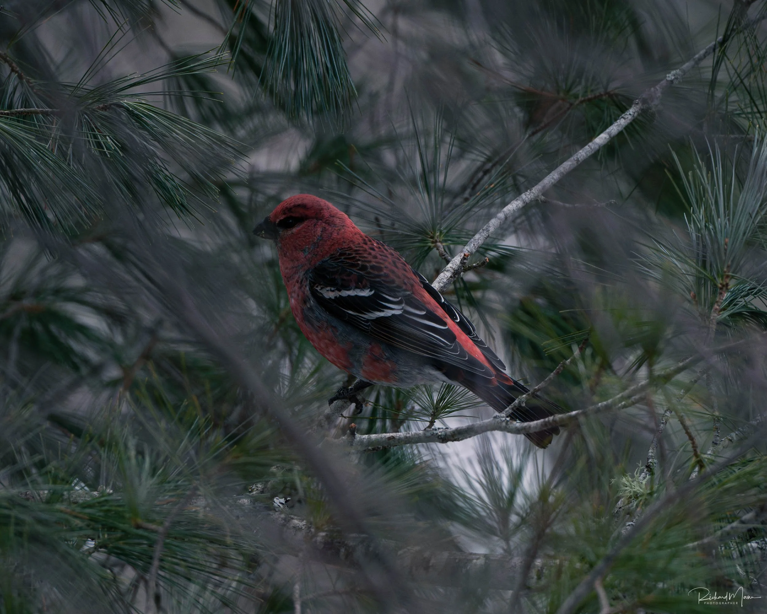 Pine Grosbeak
