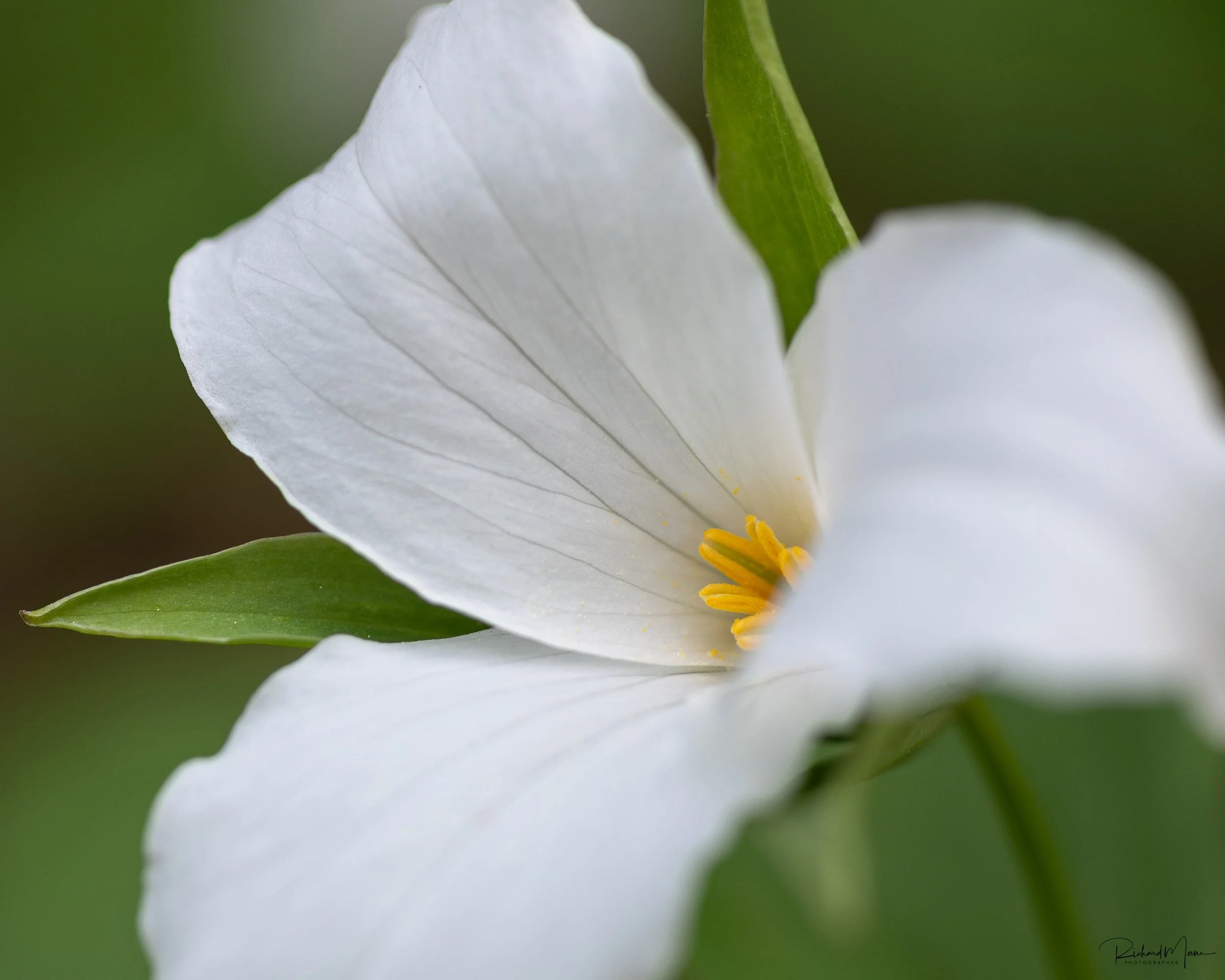 Macro shot of a white trillium