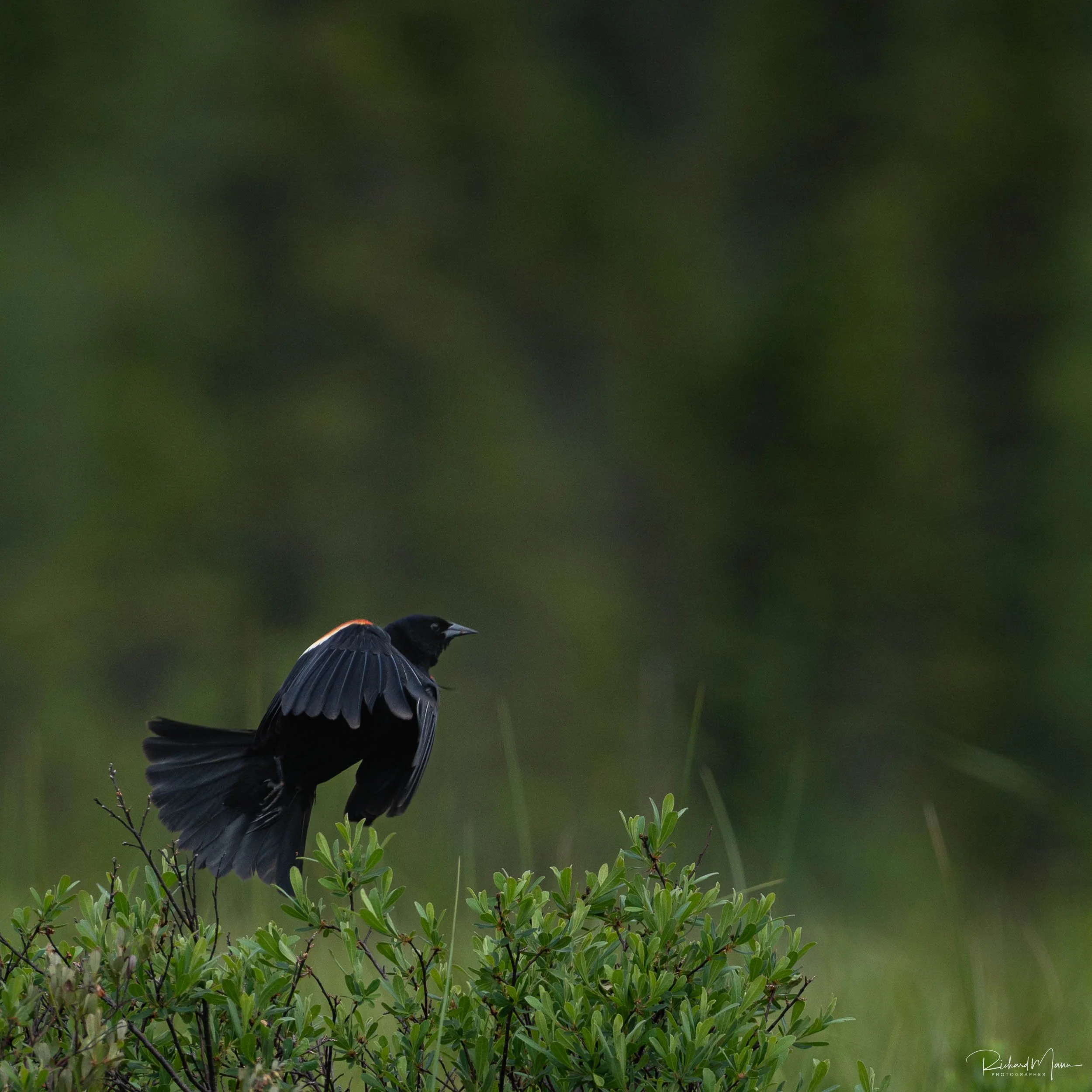 Red Winged Blackbird