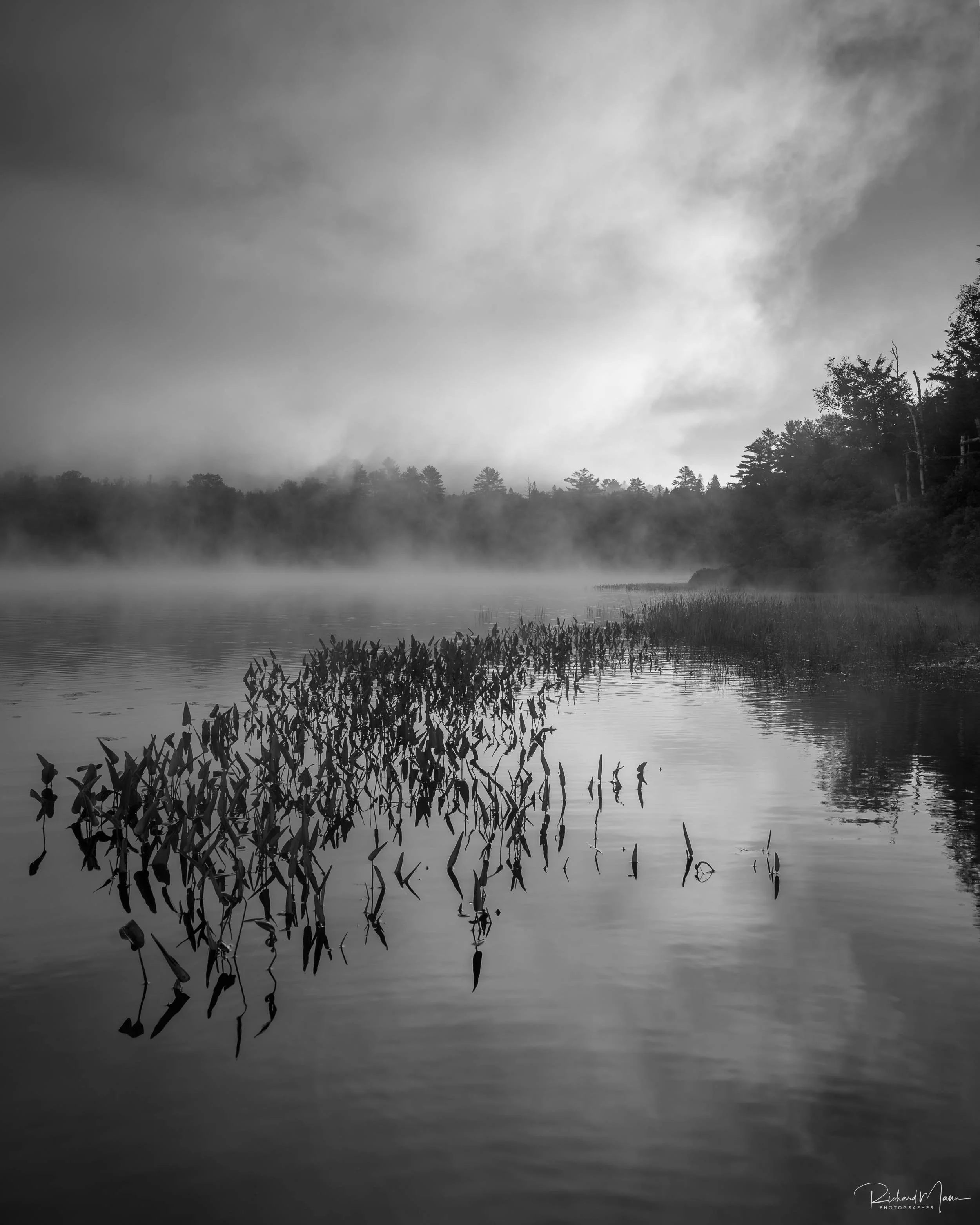 Black and white sunrise focusing on the water plants on the east shore of Arrowhead Lake
